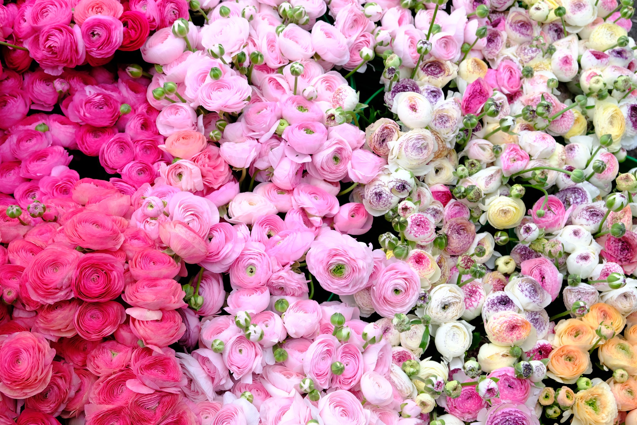 Anemone Pink Bras