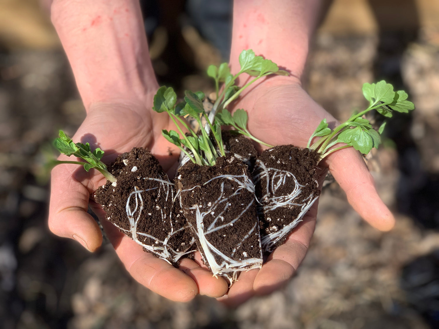 How To Grow Ranunculus and Anemones