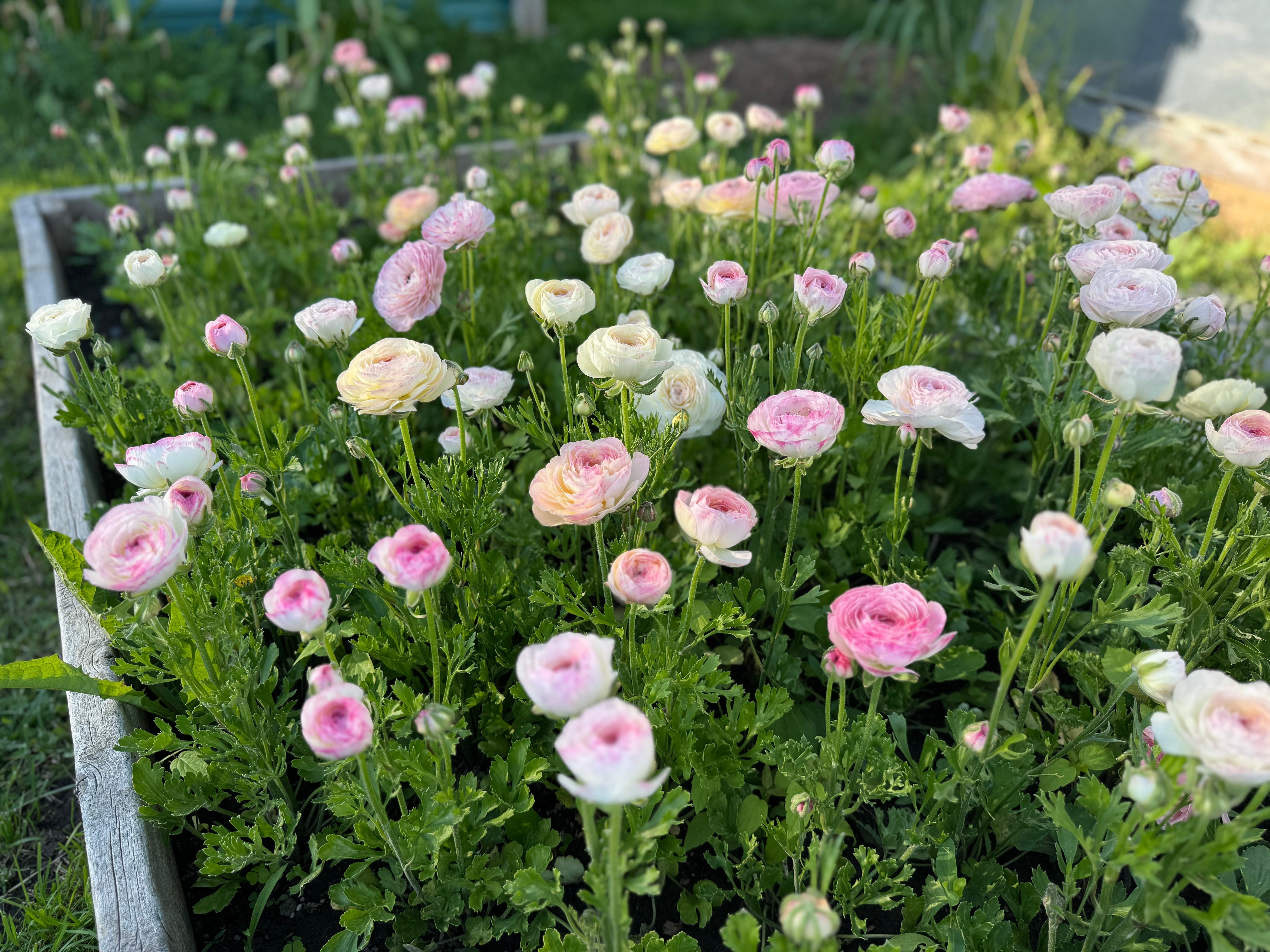 FAQ: Growing Ranunculus & Anemones Pt 2