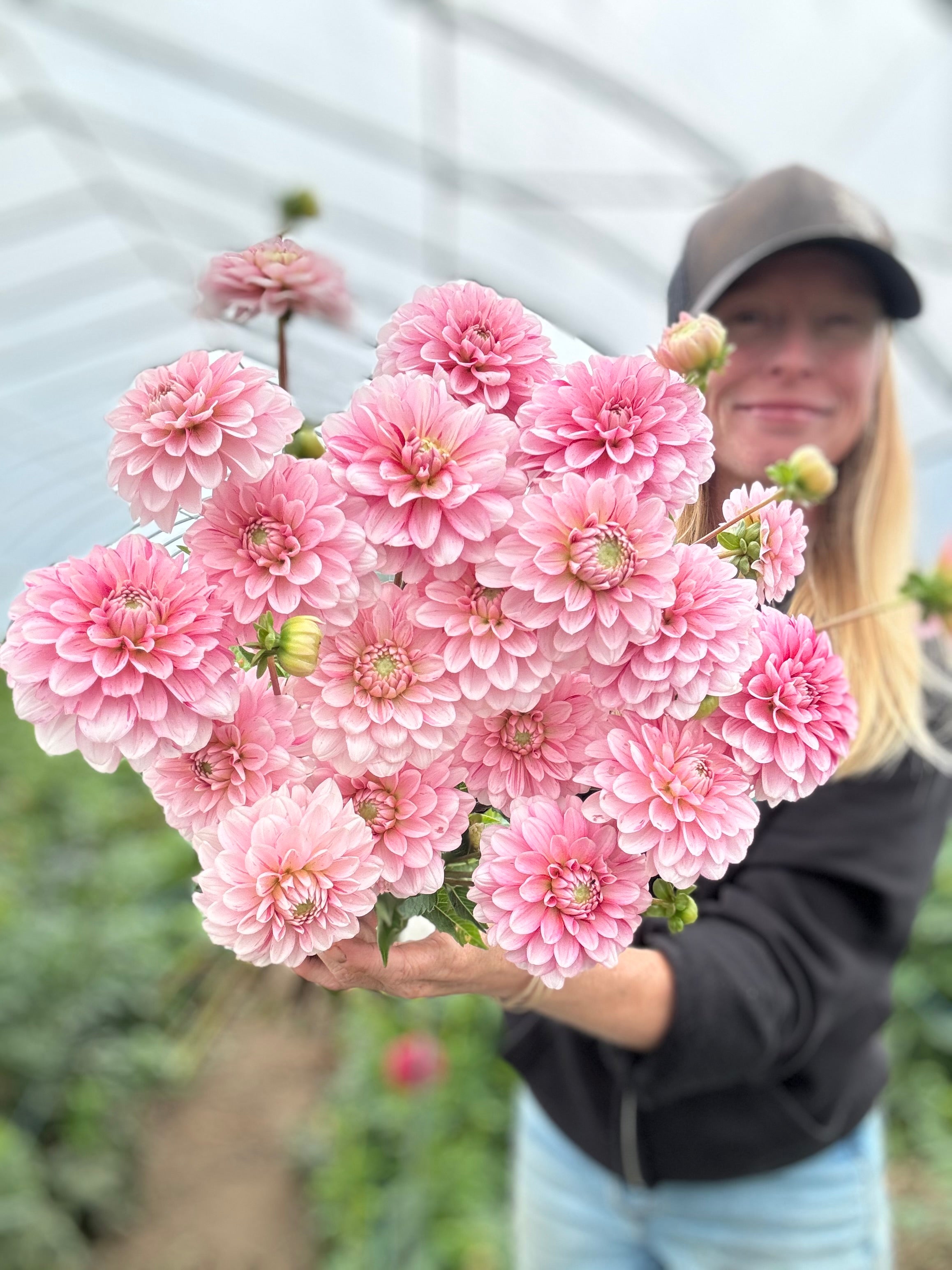 Strawberry Cream Dahlia Tuber - *Product NOT sold out* COMING MARCH 2ND 2025!