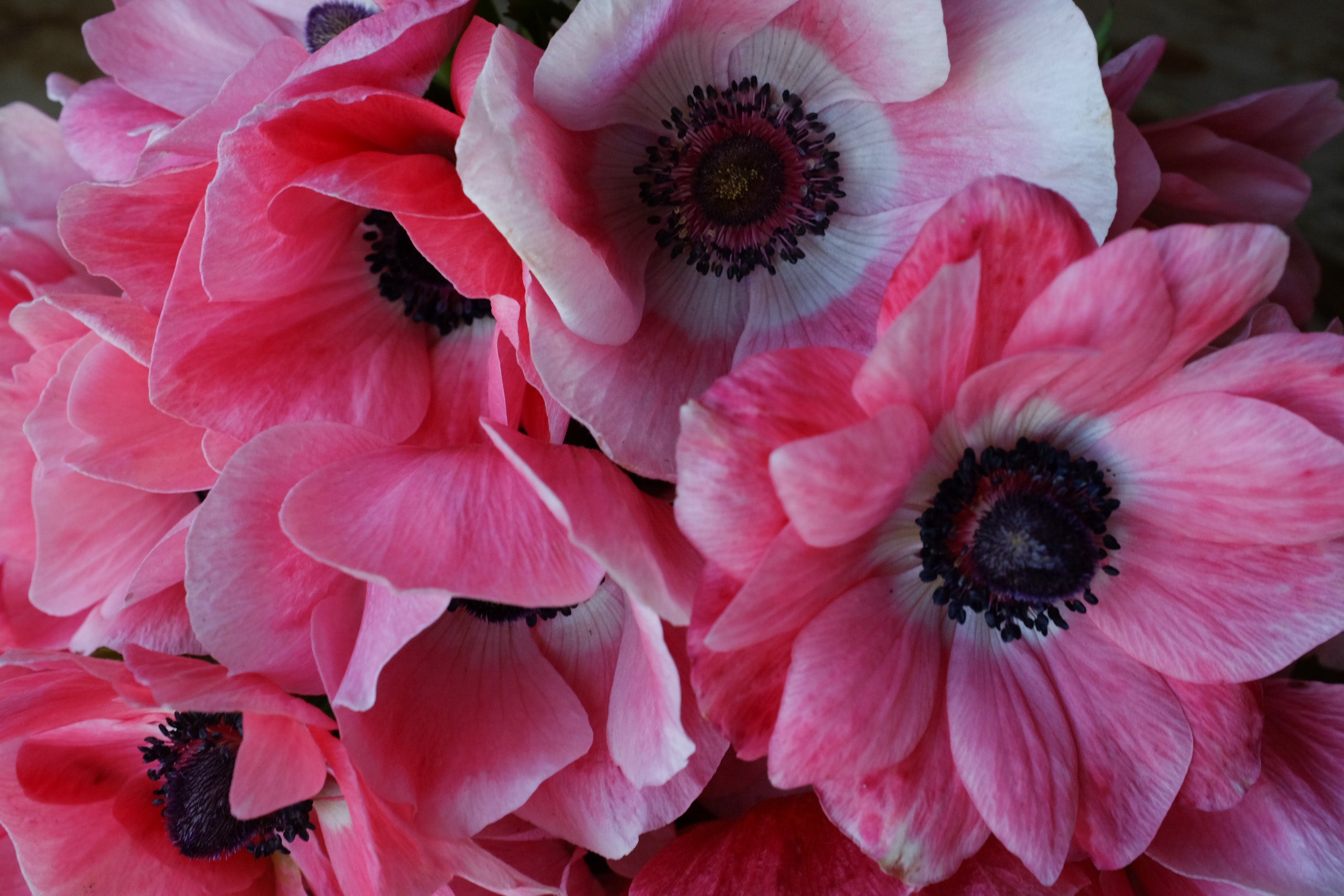 Anemone Flower South Africa | Best Flower Site