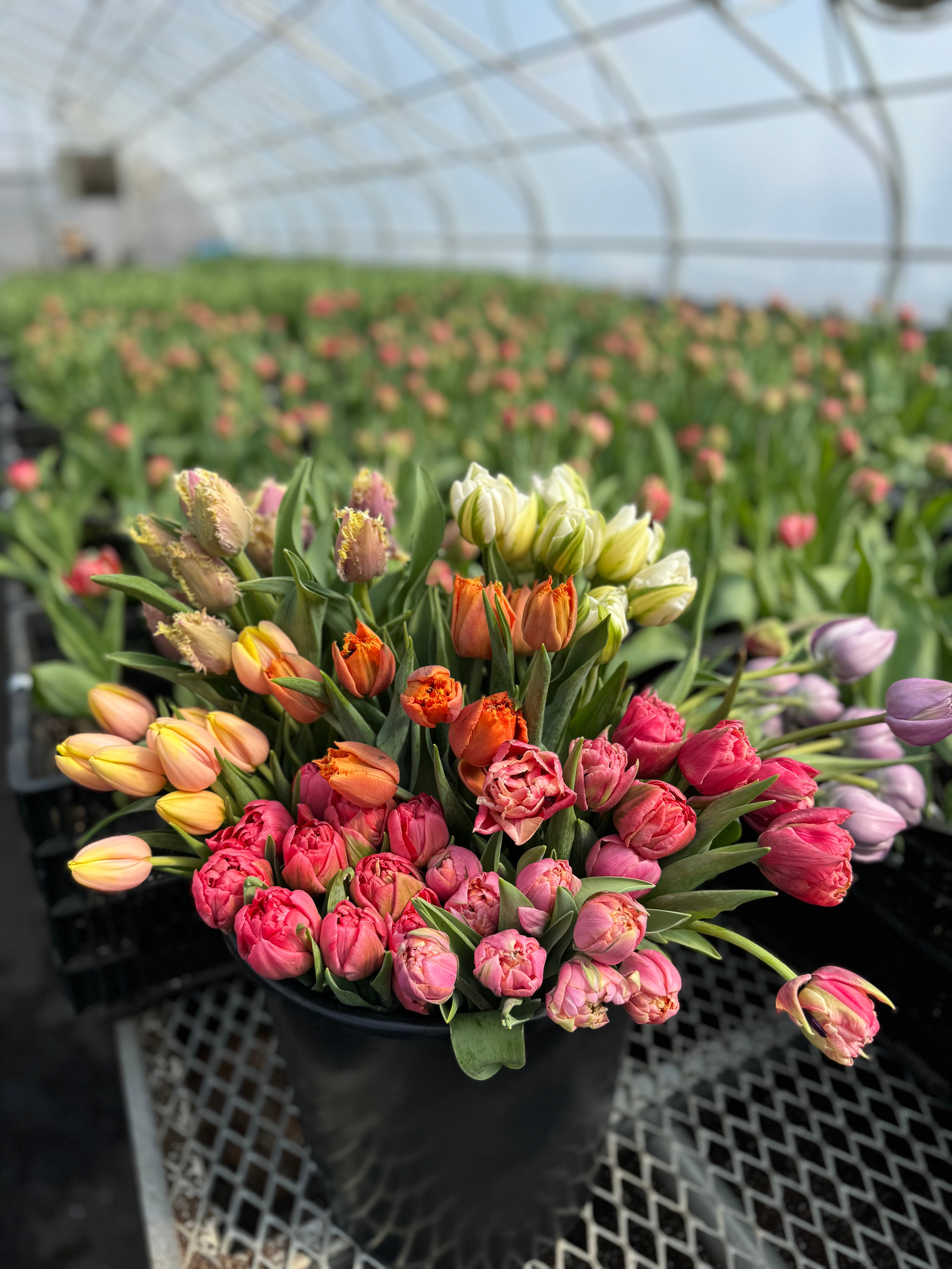 Rainbow Tulip Bucket - Growers Choice Palette