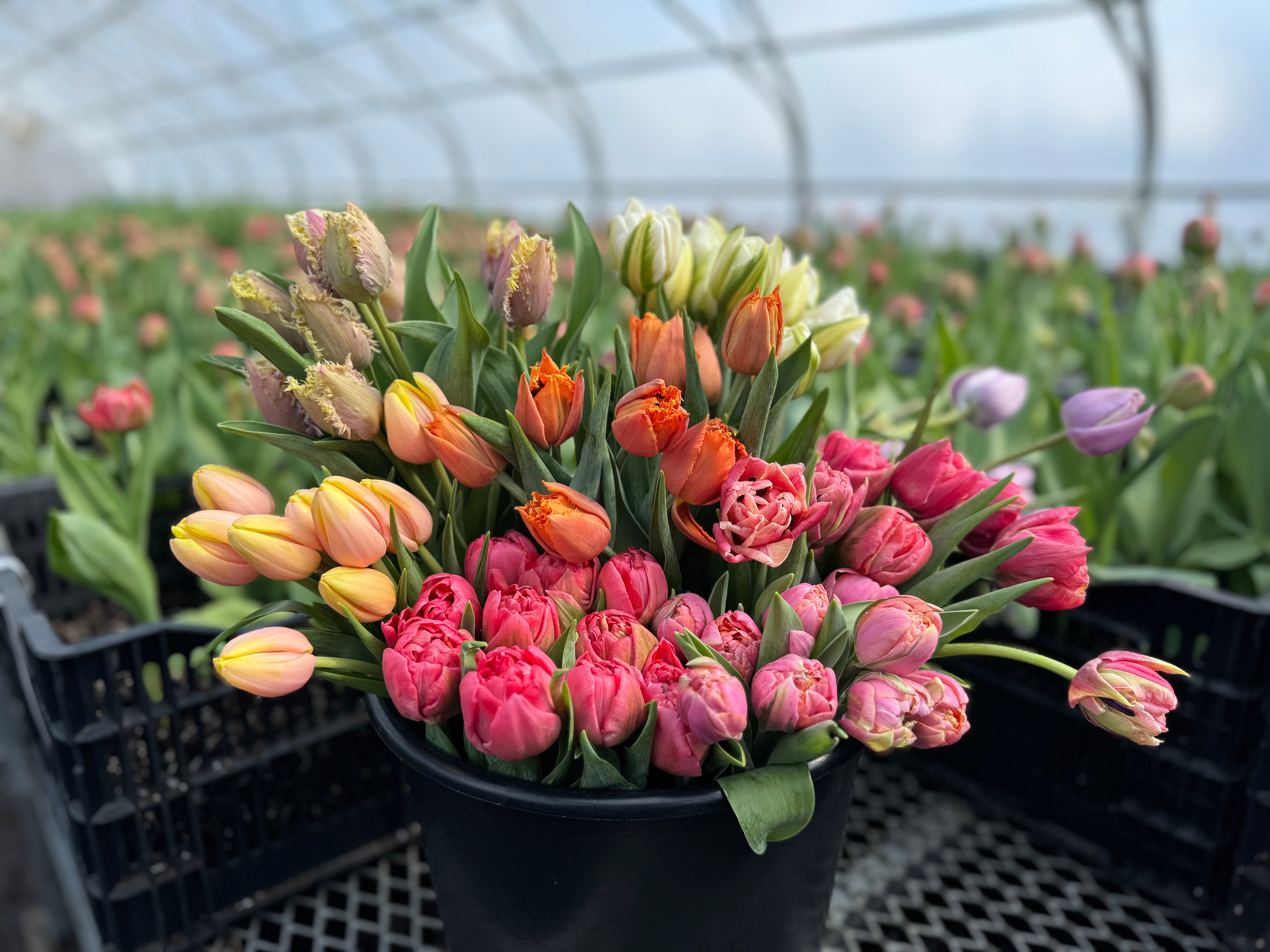 Rainbow Tulip Bucket - Growers Choice Palette