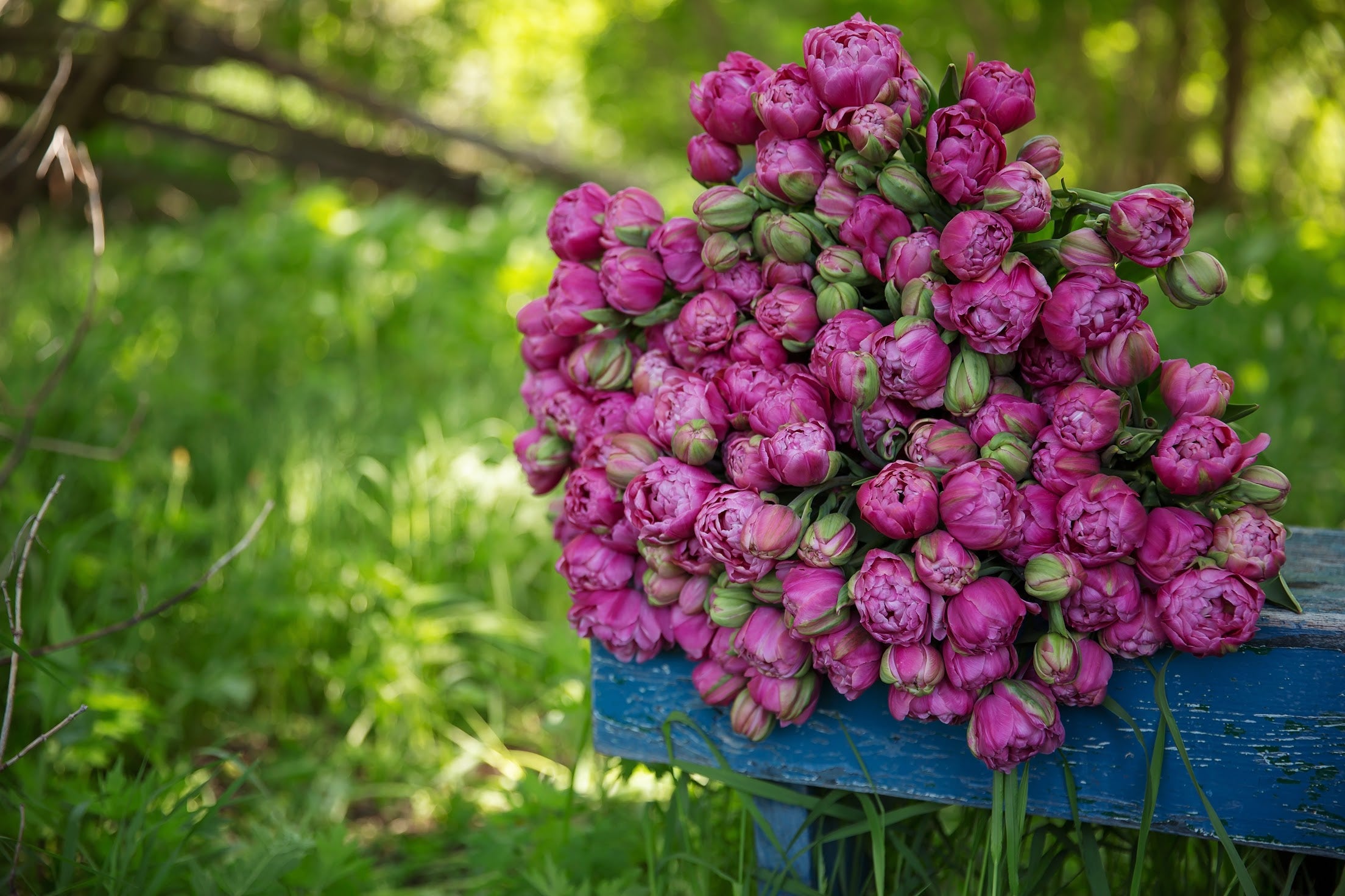 Amazing Grace Tulip Bulbs