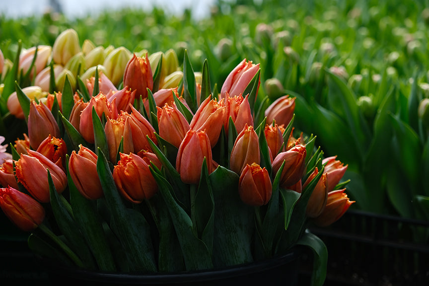 Orange Passion Tulip Bulbs