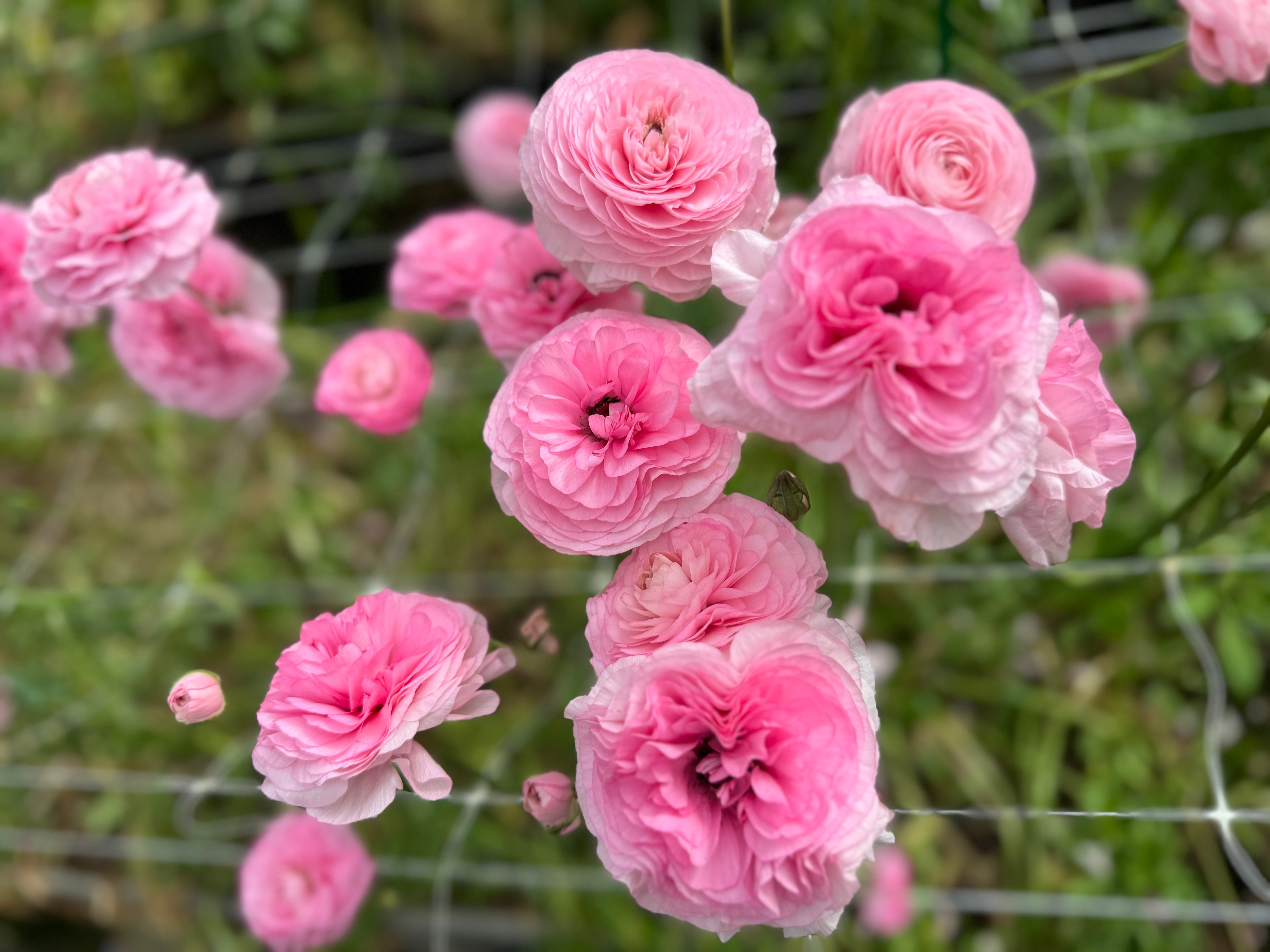 Italian Ranunculus Rosa Chiaro Corms