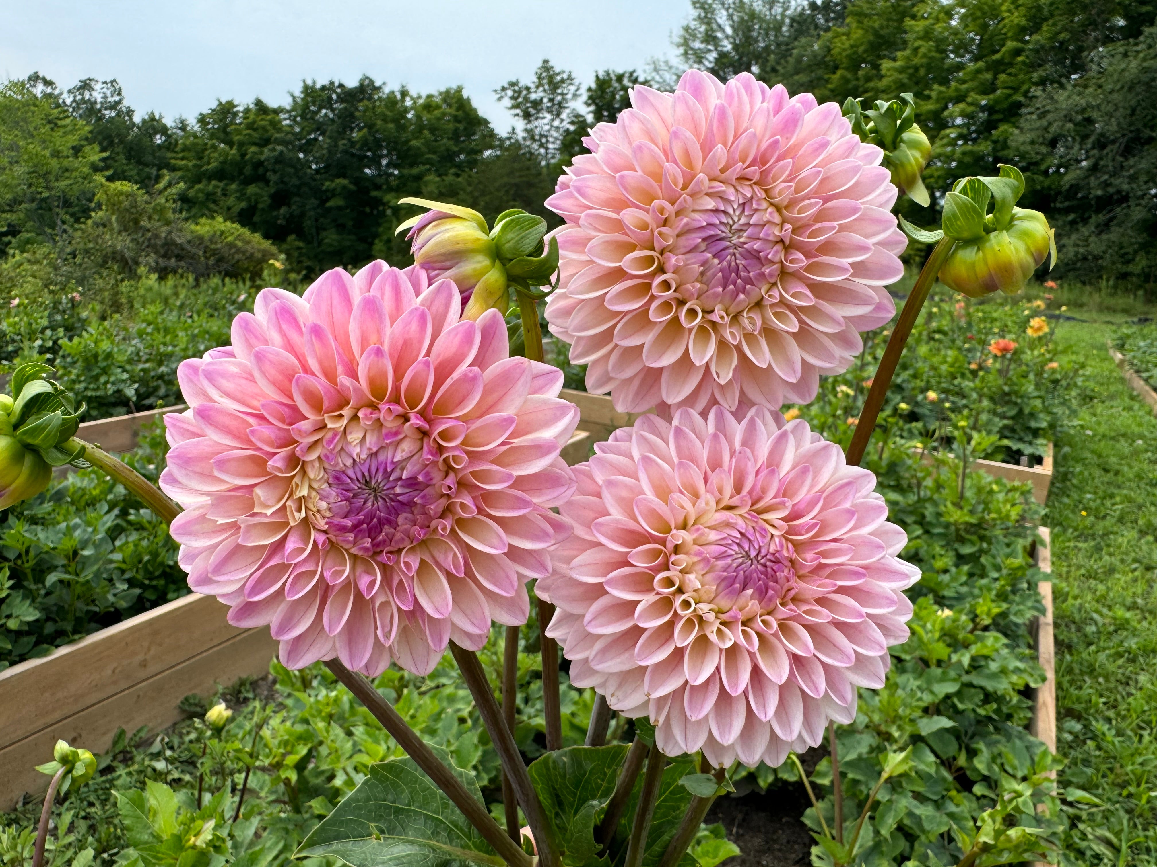 Coralie Dahlia Tuber