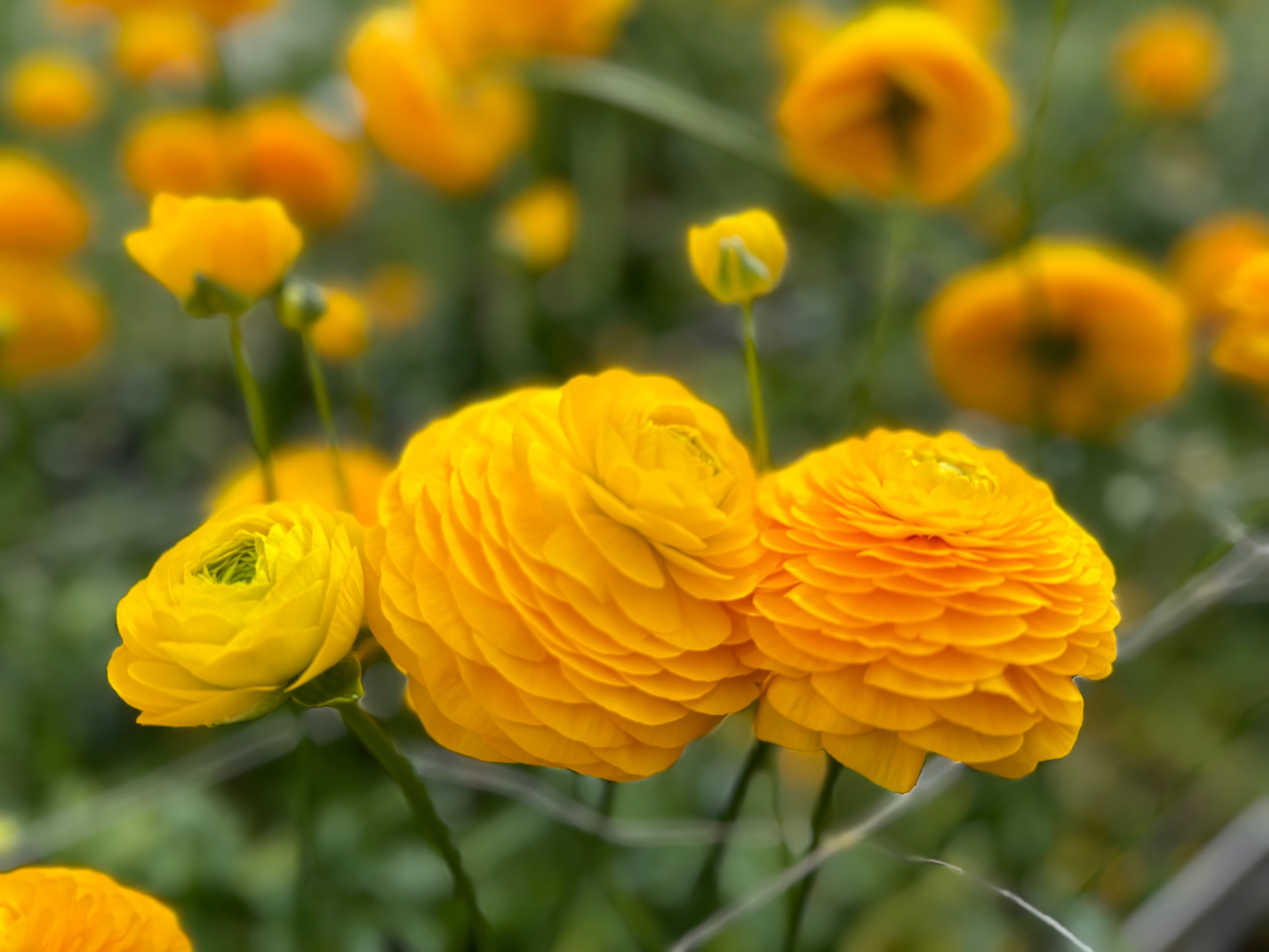 Italian Ranunculus Giallo Corms