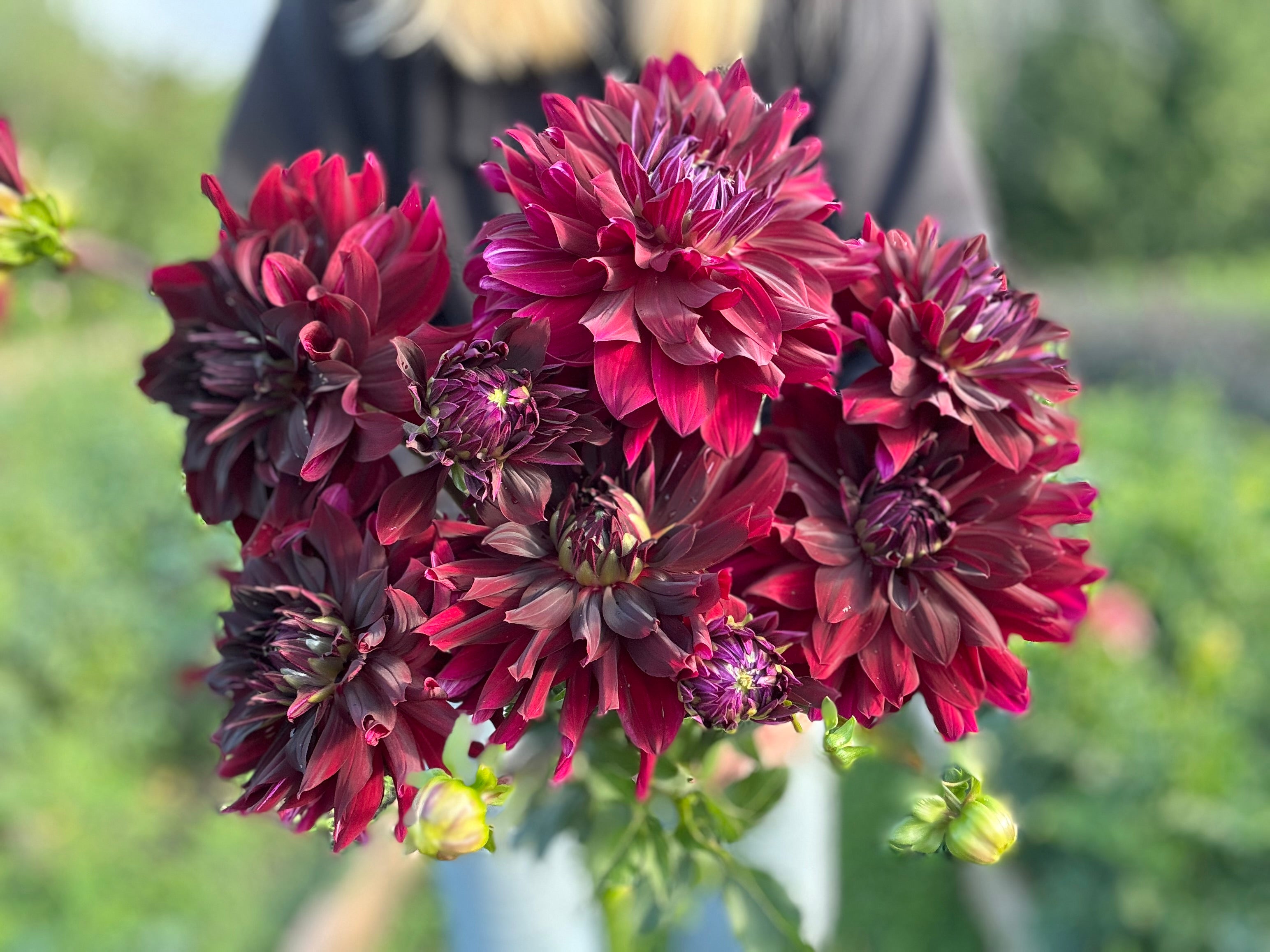 Rip City Dahlia Tuber