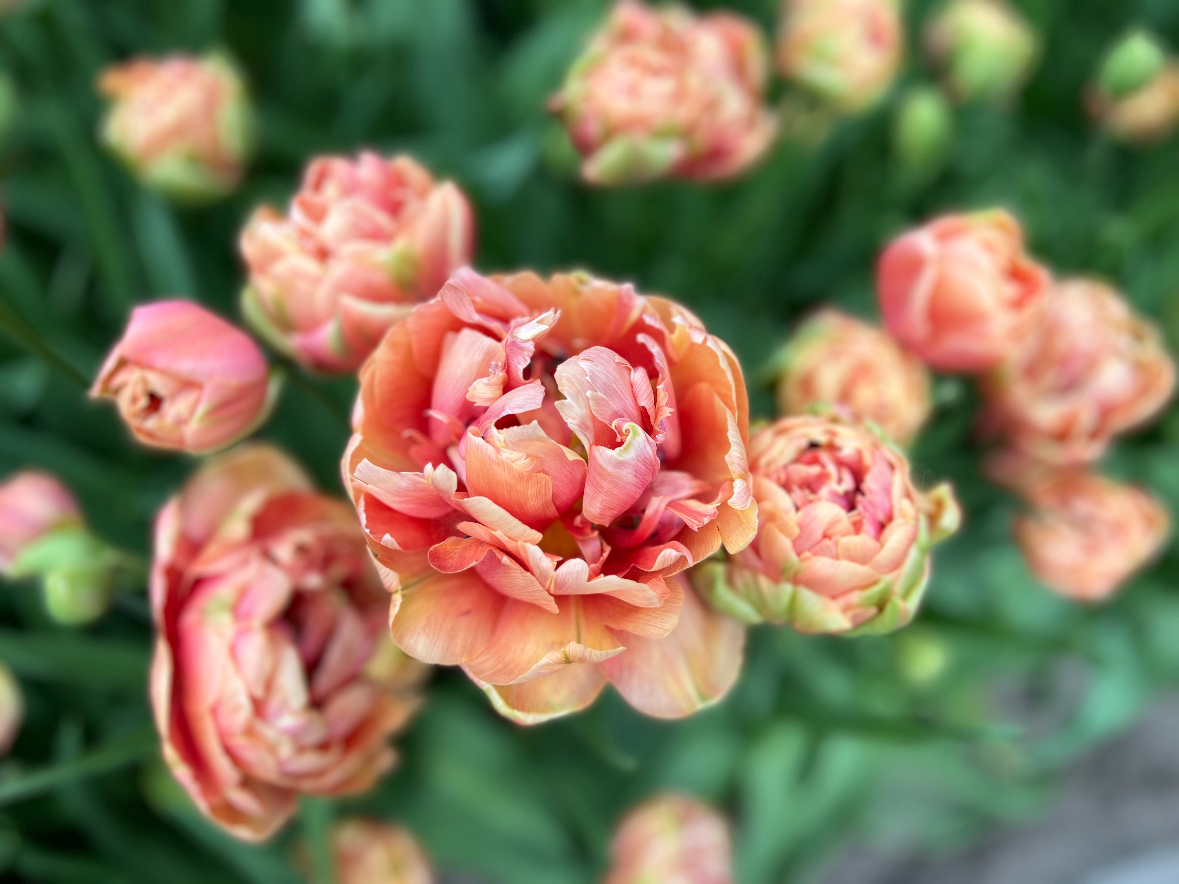 Copper Image Tulip Bulbs