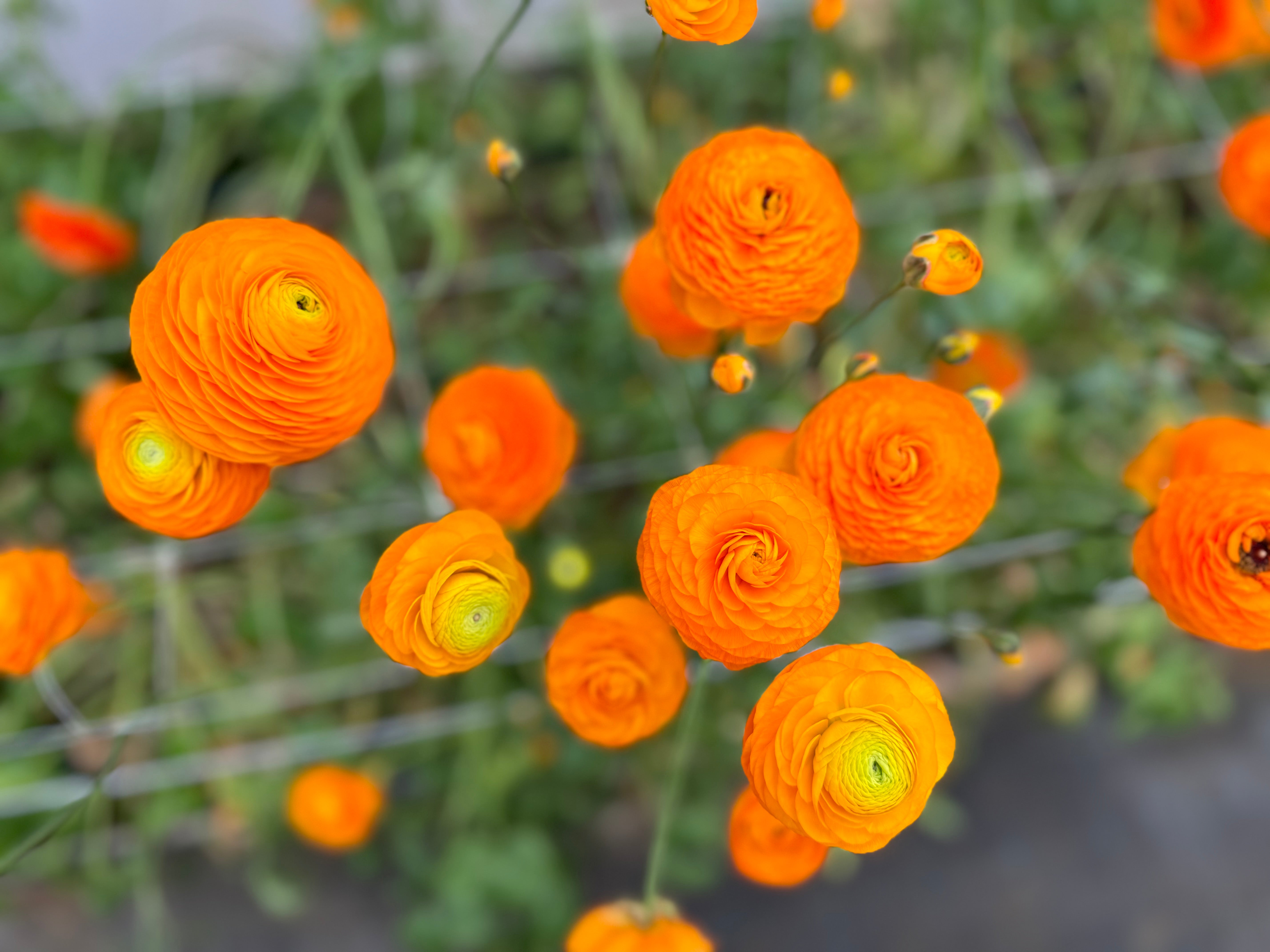 Italian Ranunculus Clementine Corms