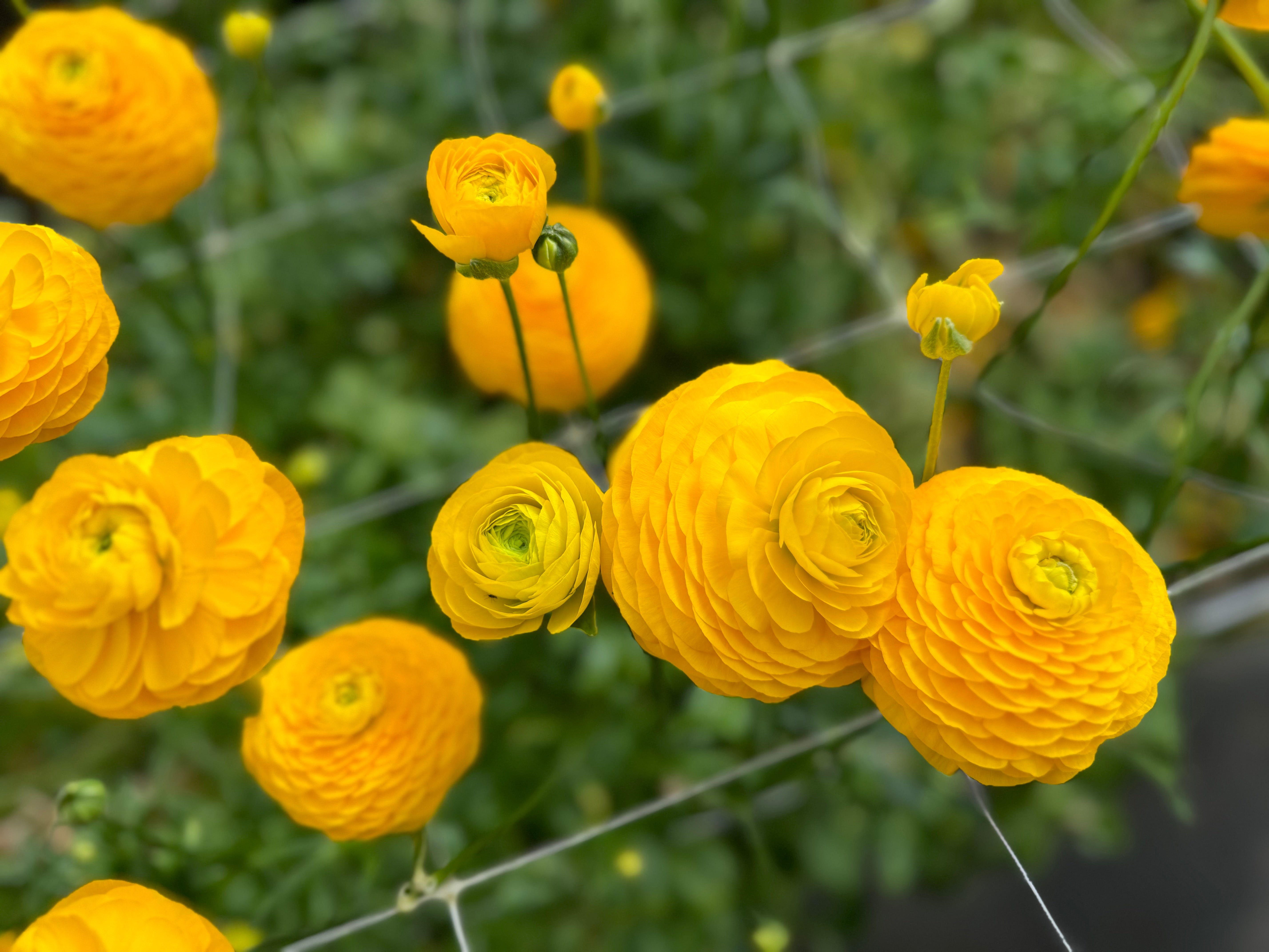 Italian Ranunculus Giallo Corms