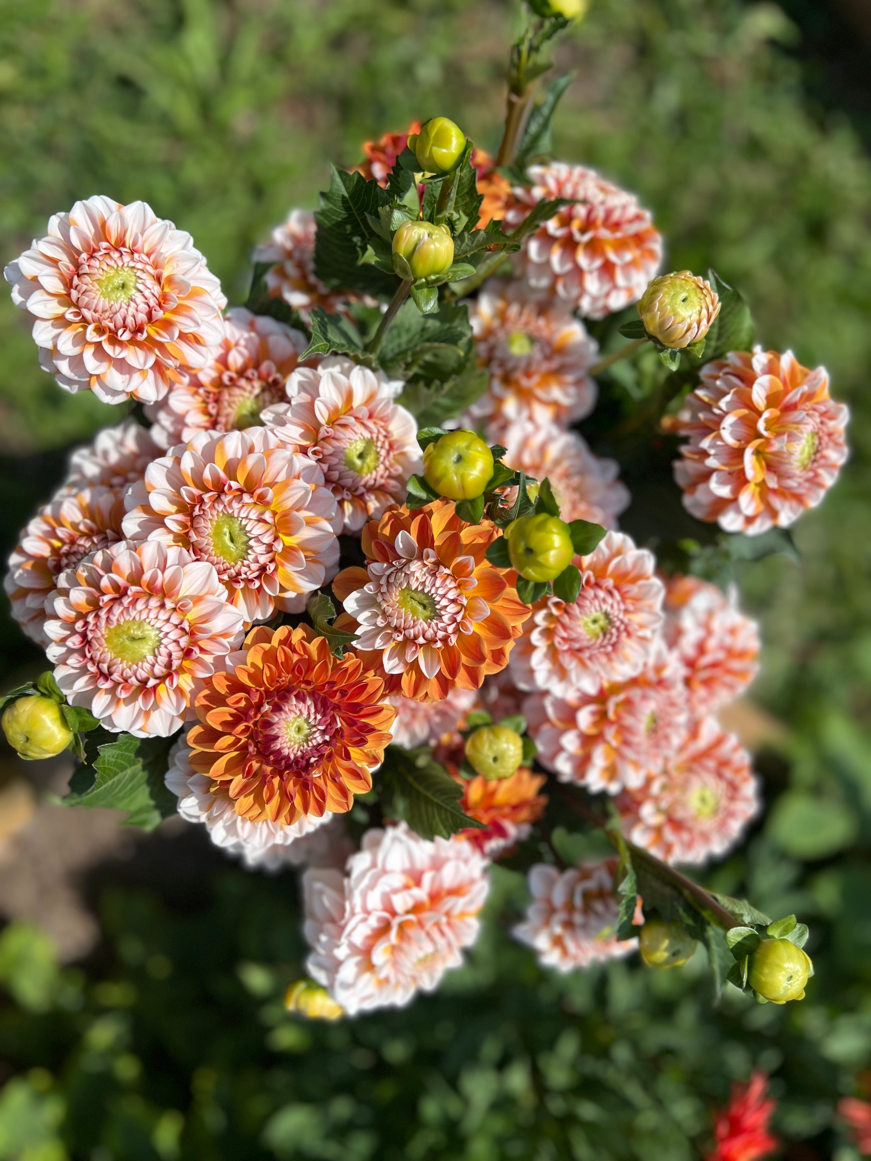 Tangerine Dream Dahlia Tuber - *Product NOT sold out* COMING MARCH 2ND 2025!