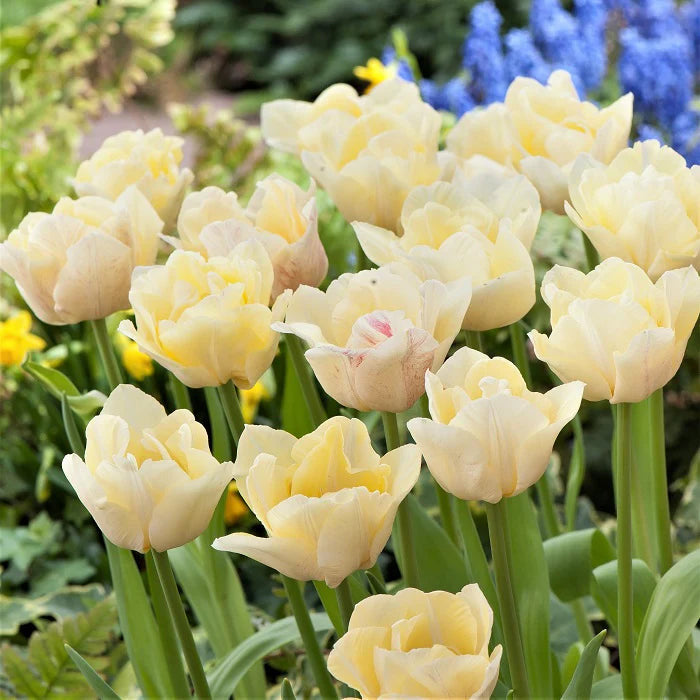 Silk Road Tulip Bulbs