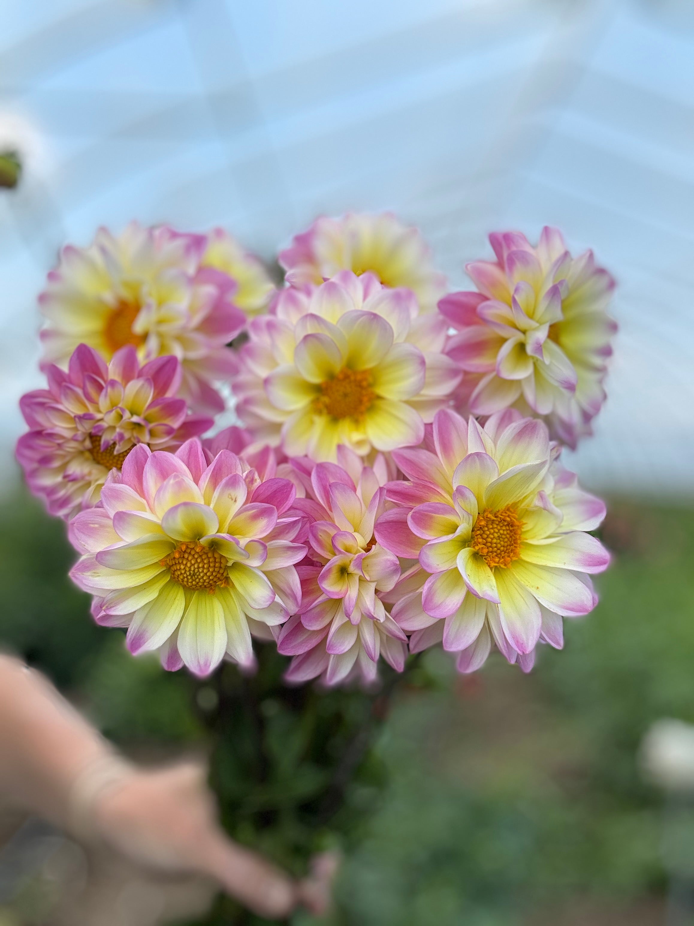 Ferncliff Illusion Dahlia Tuber