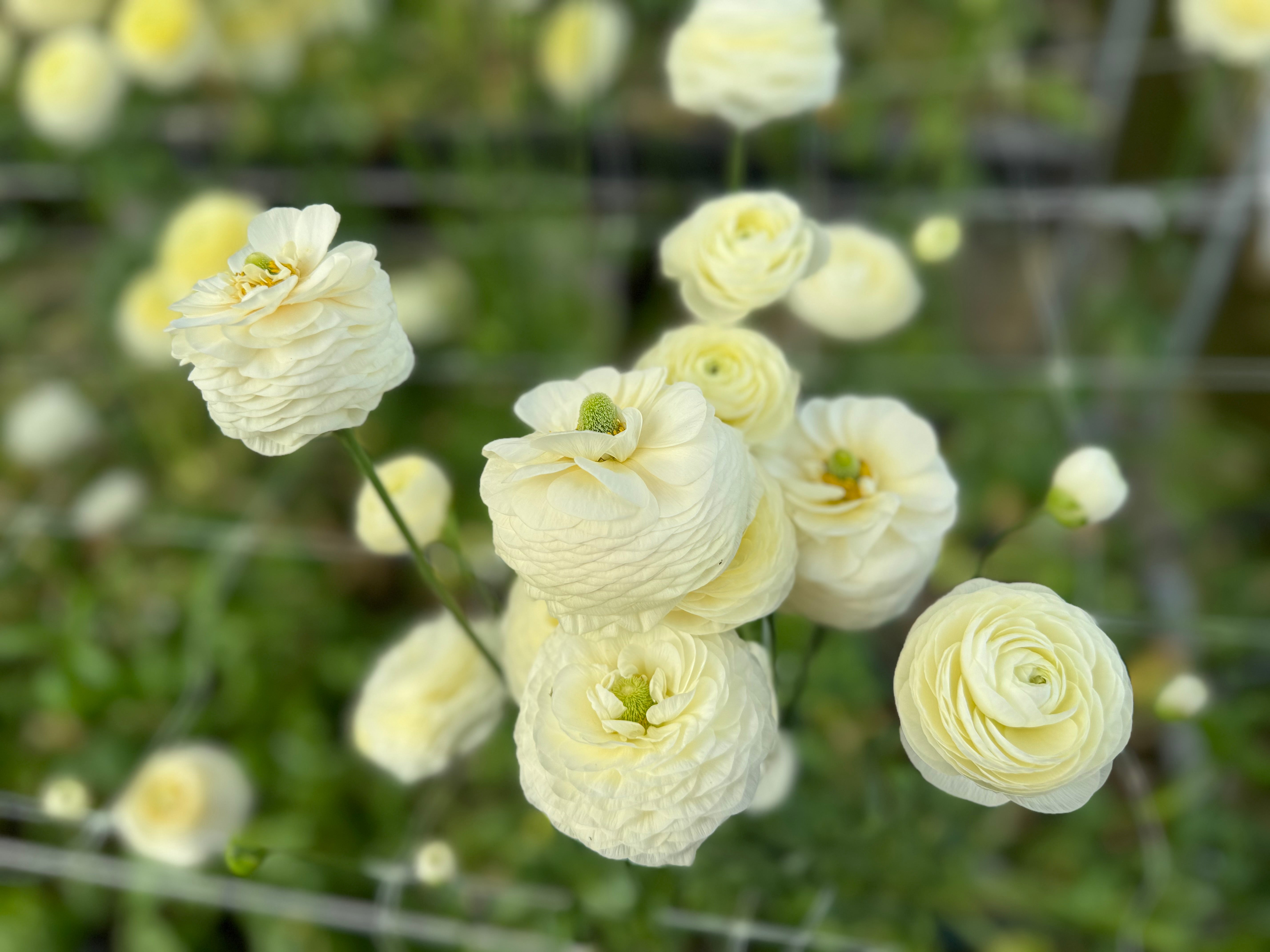 Italian Ranunculus Crema Corms