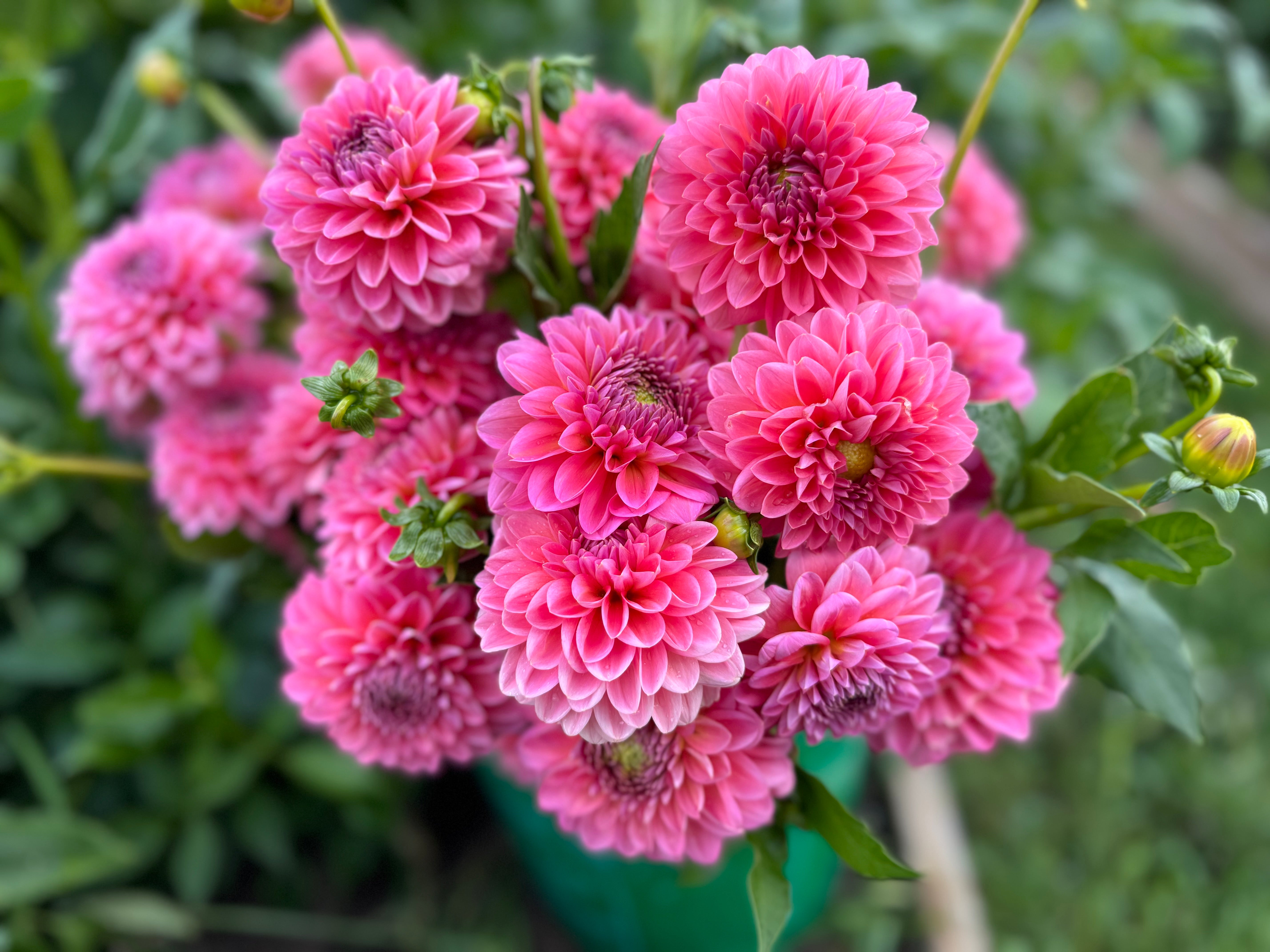 Pink Runner Dahlia Tuber