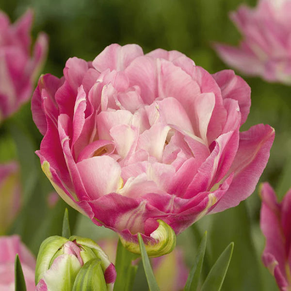 Sweet Desire Tulip Bulbs