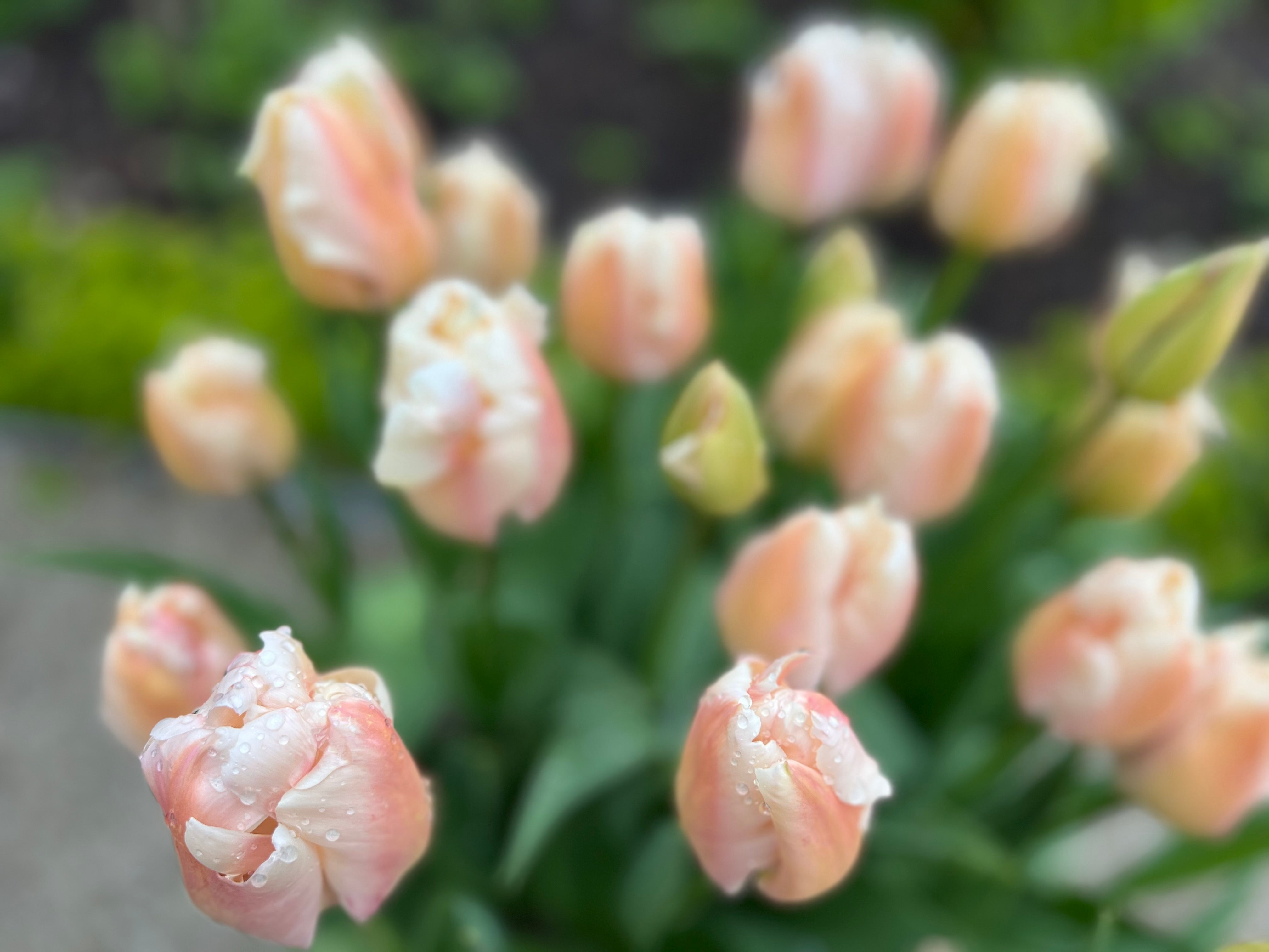 Apricot Pride Tulip Bulbs