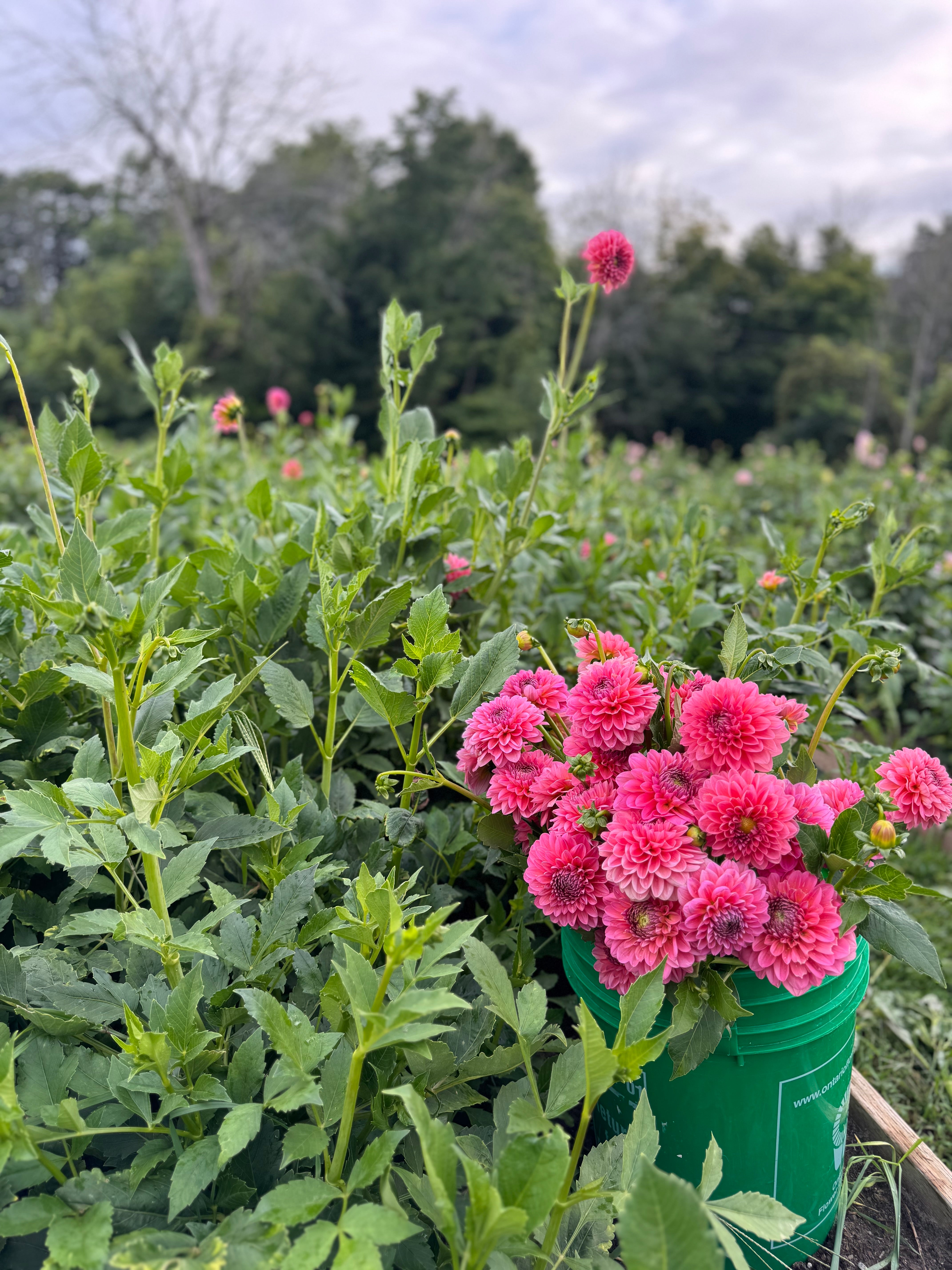 Pink Runner Dahlia Tuber