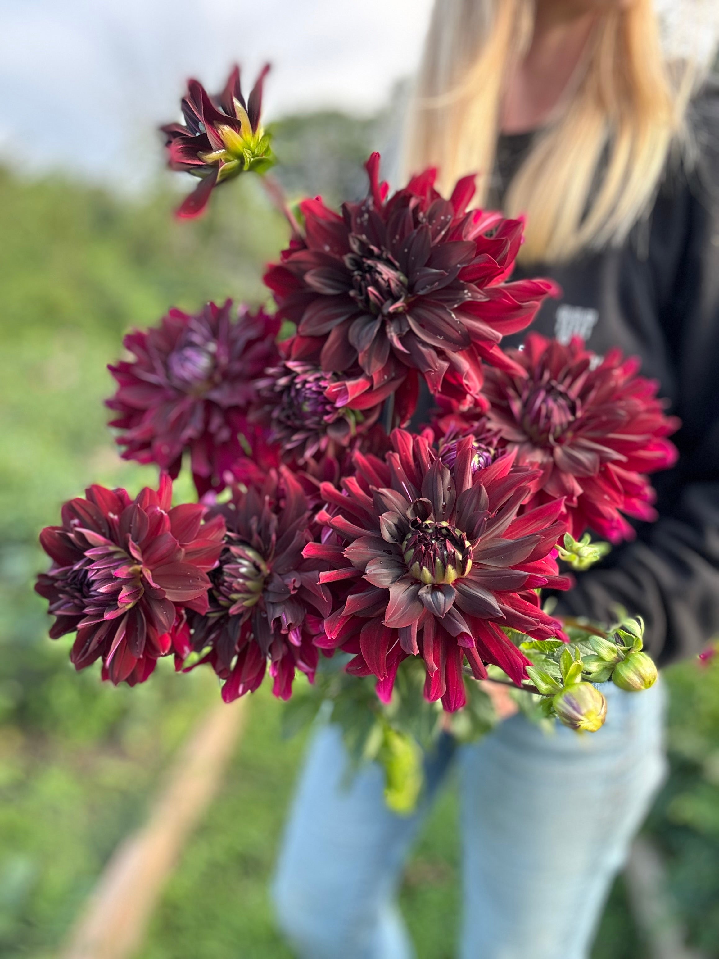 Rip City Dahlia Tuber - *Product NOT sold out* COMING MARCH 2ND 2025!