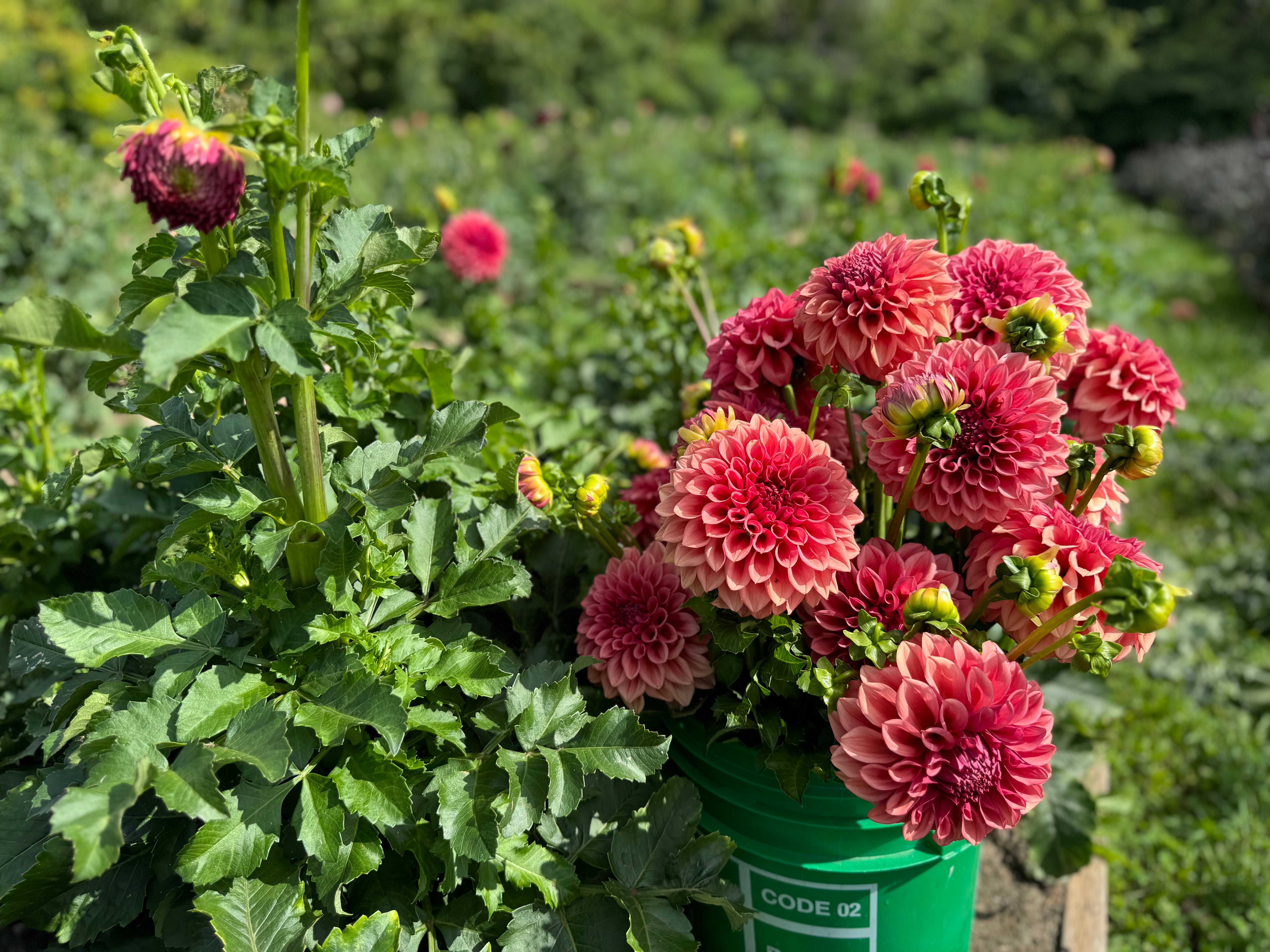 Orange Globe Dahlia Tuber