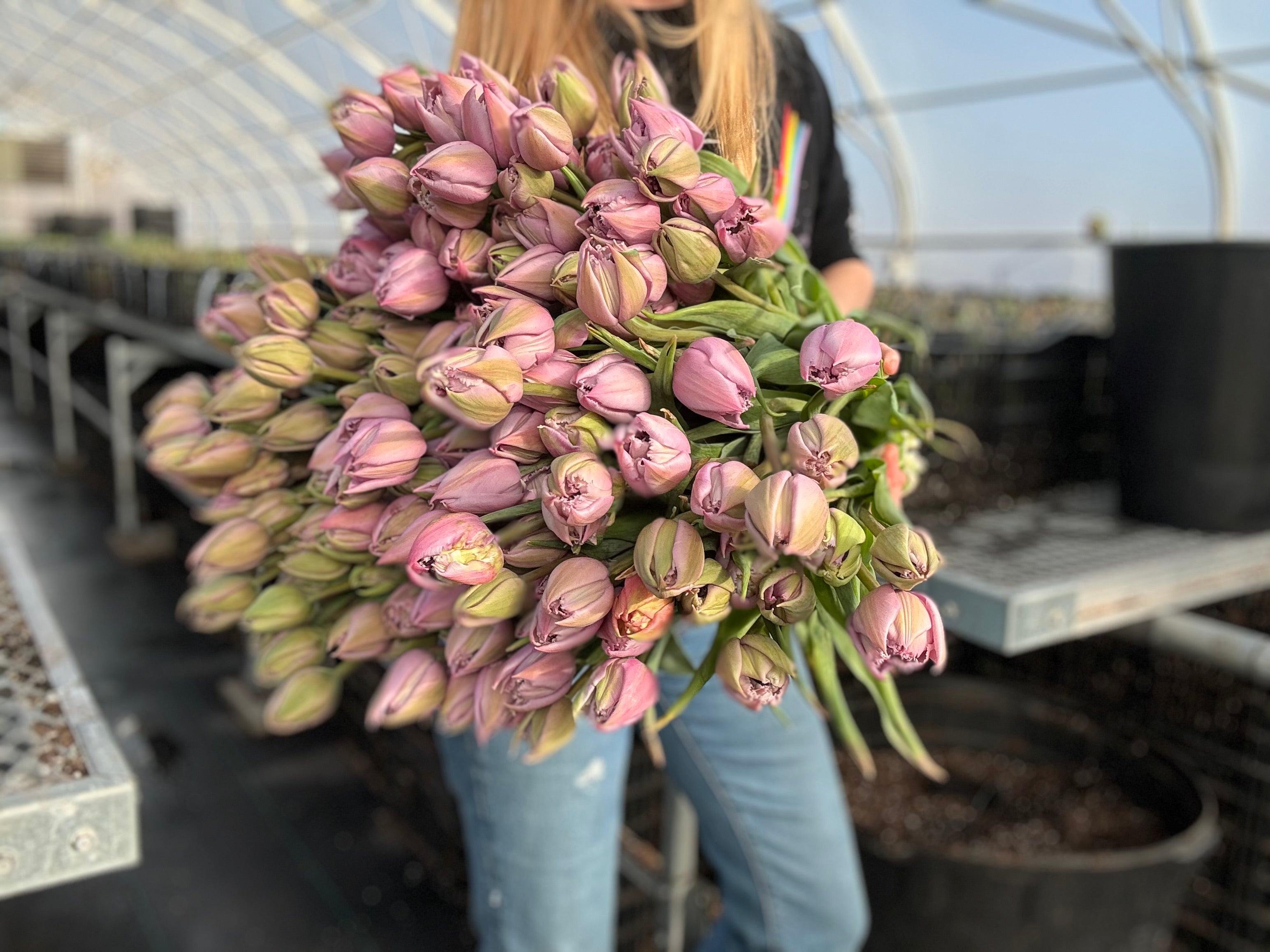 Great Barrier Reef Tulip Bulbs