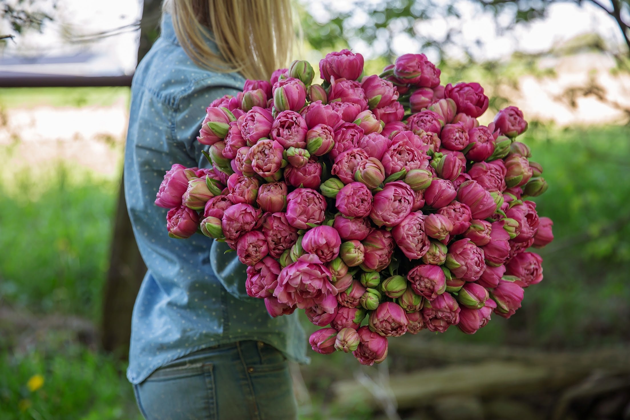 Amazing Grace Tulip Bulbs