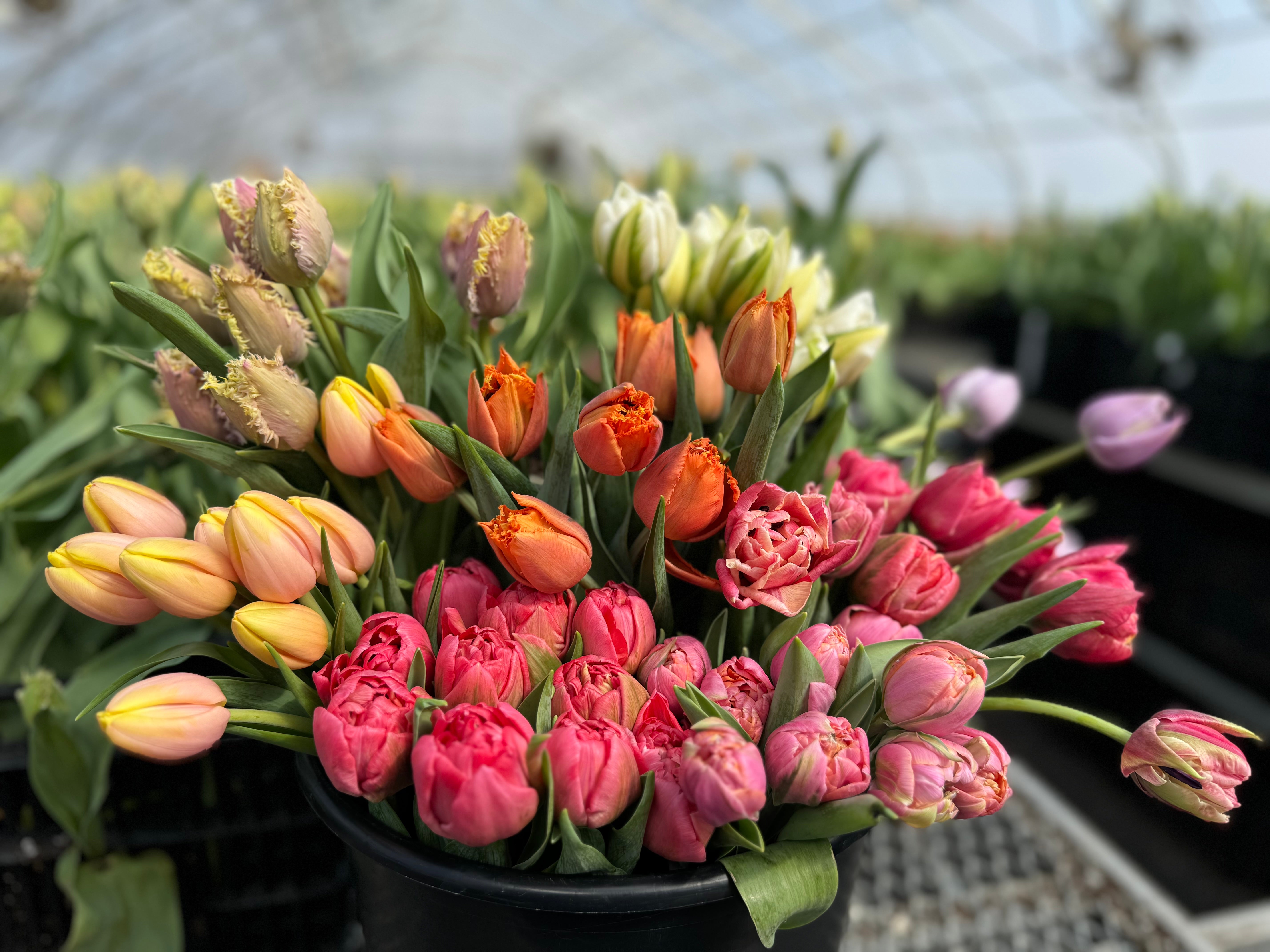 Rainbow Tulip Bucket - Growers Choice Palette