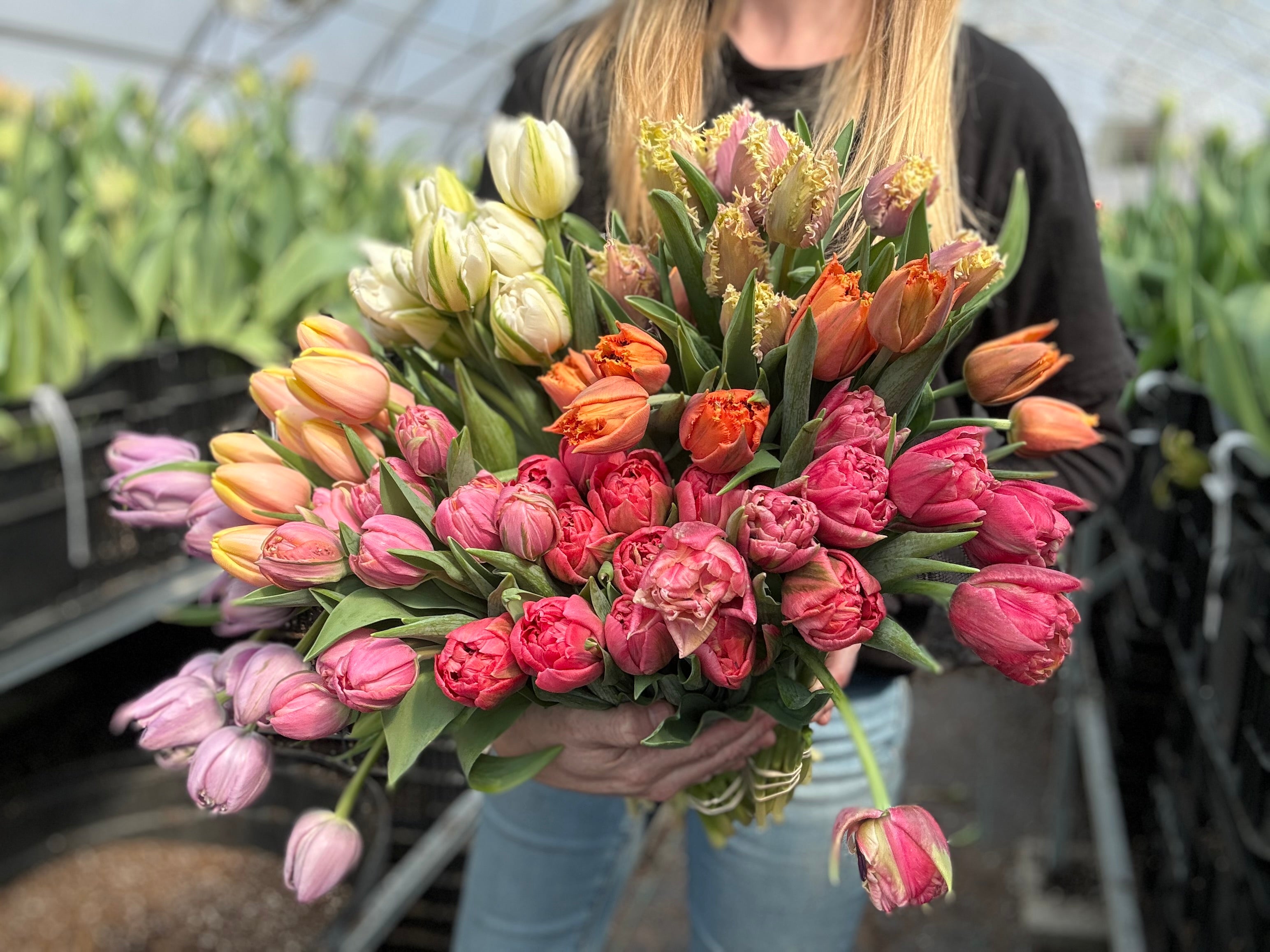 Rainbow Tulip Bucket - Growers Choice Palette