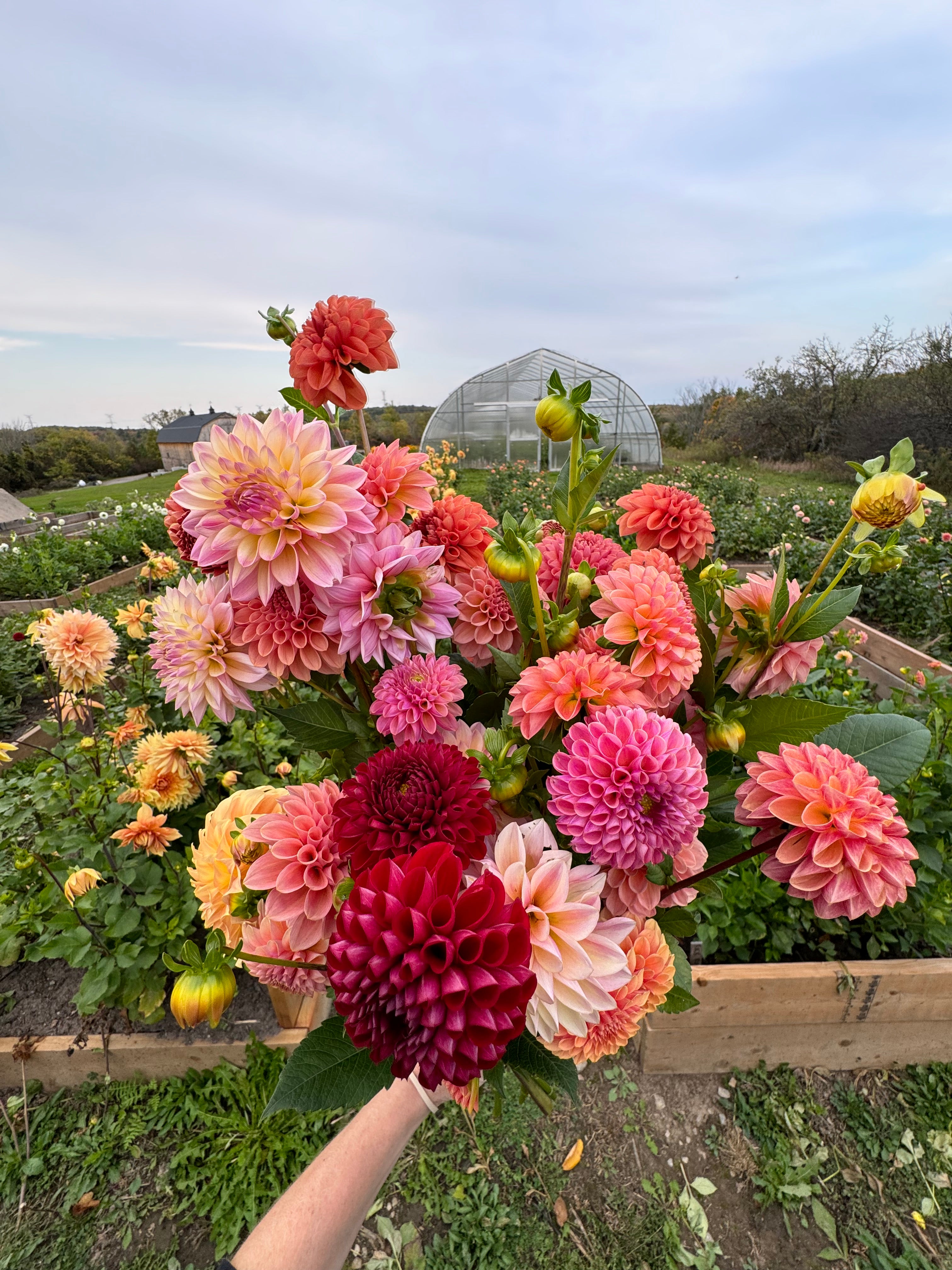 Seed Starting: Creating A Home Cutting Garden