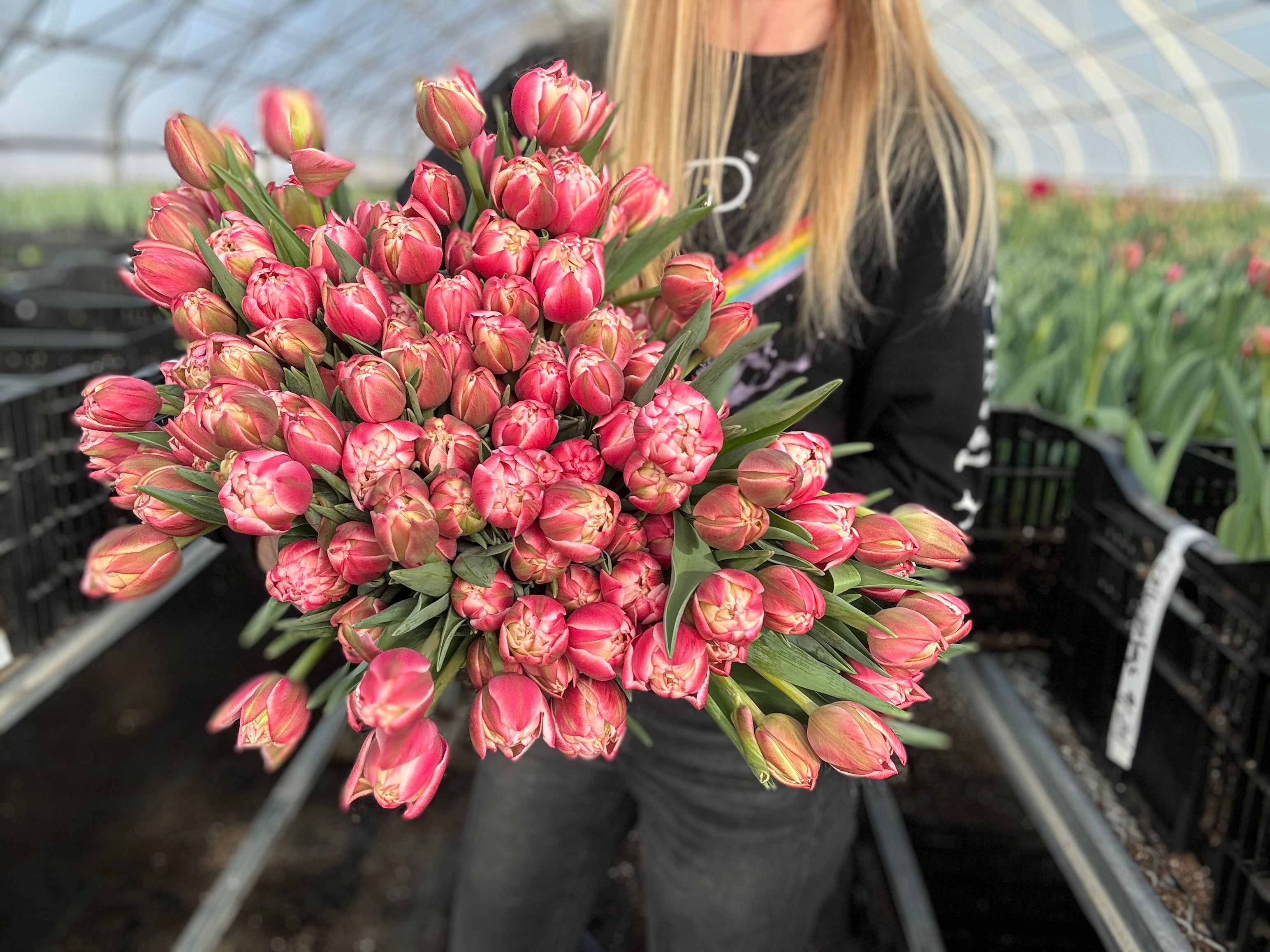 Columbus Tulip Bulbs