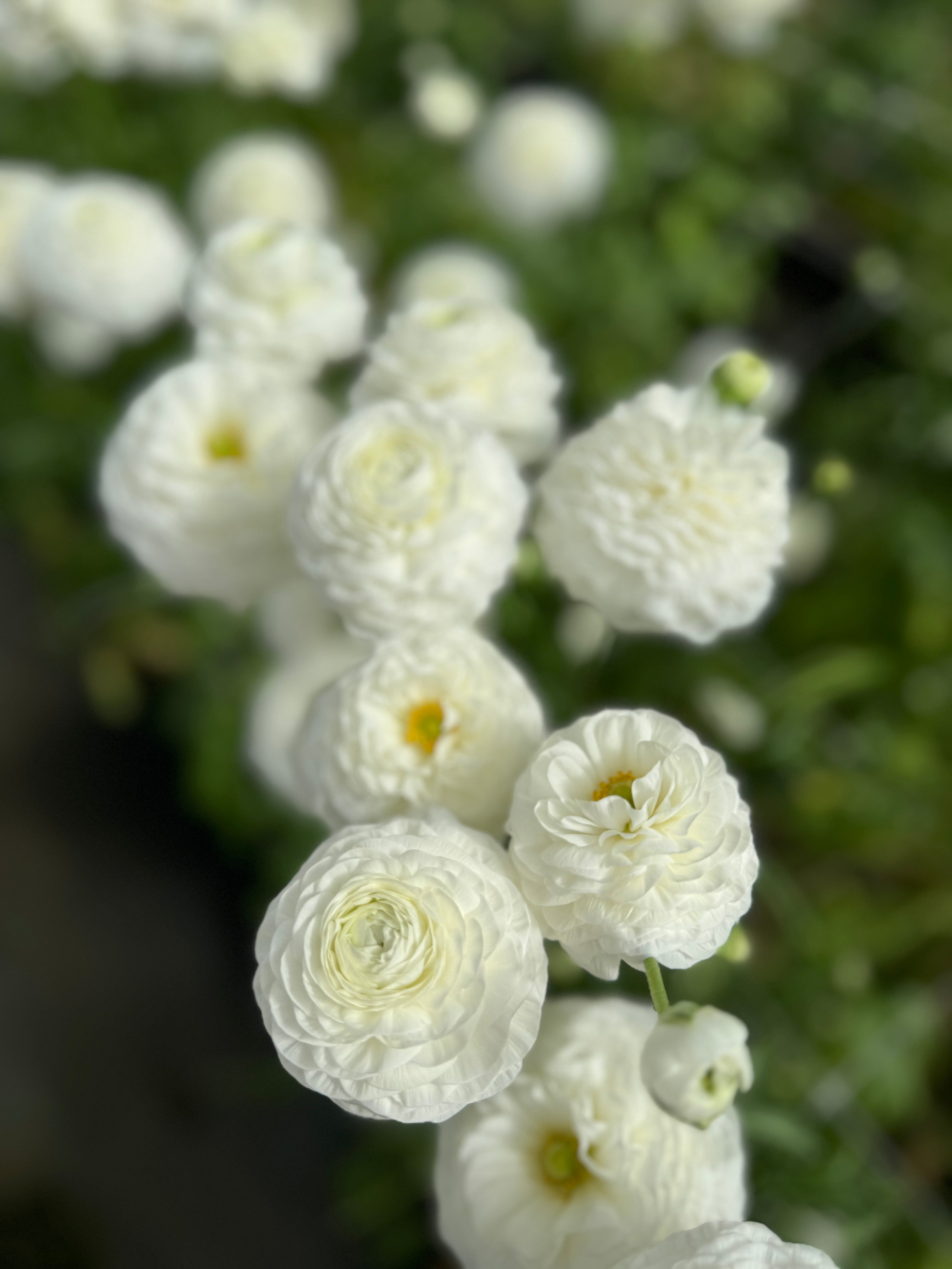 Italian Ranunculus Bianco Corms