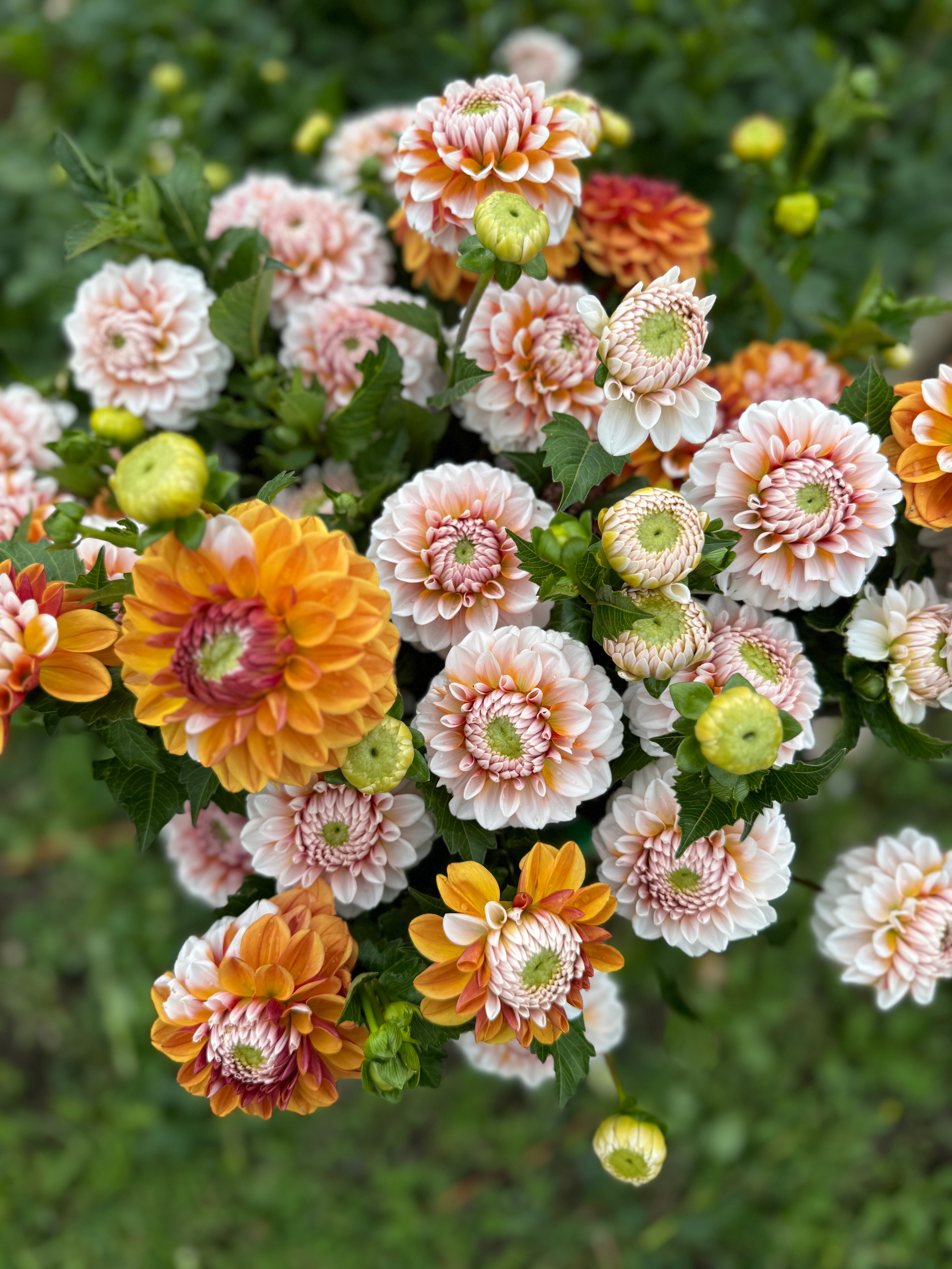 Tangerine Dream Dahlia Tuber