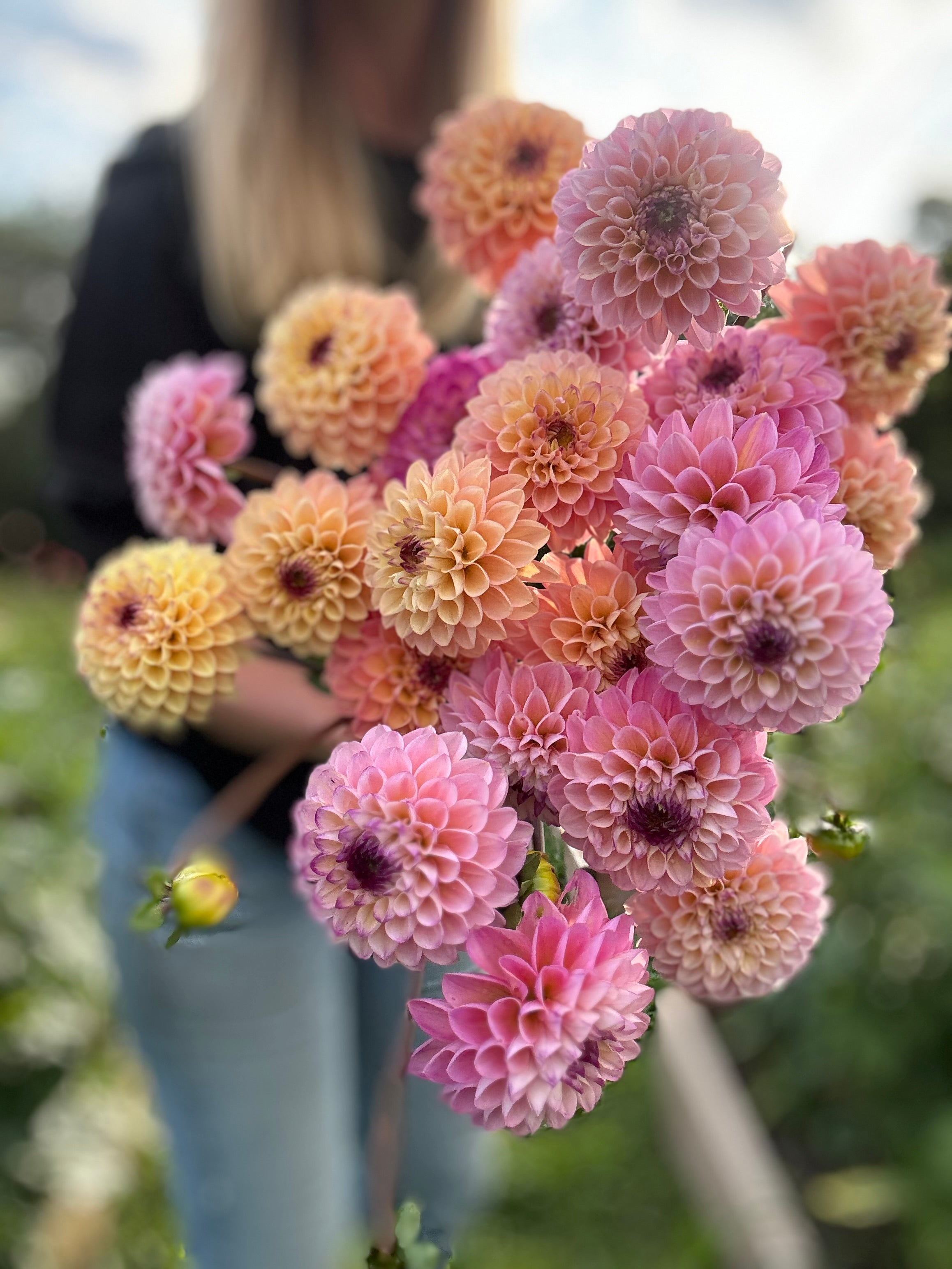 Wine Eyed Jill Dahlia Tuber