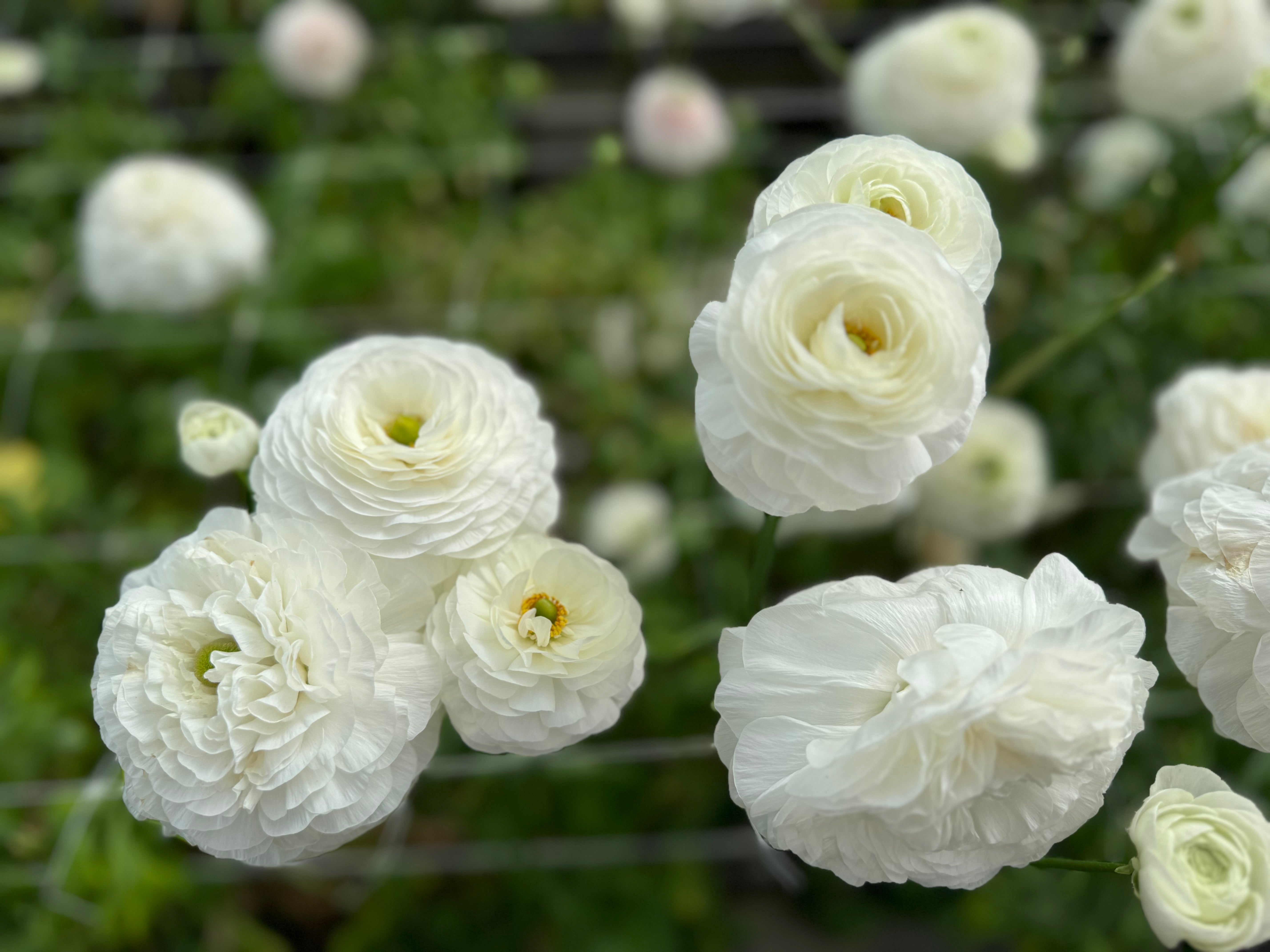 Italian Ranunculus Bianco Corms