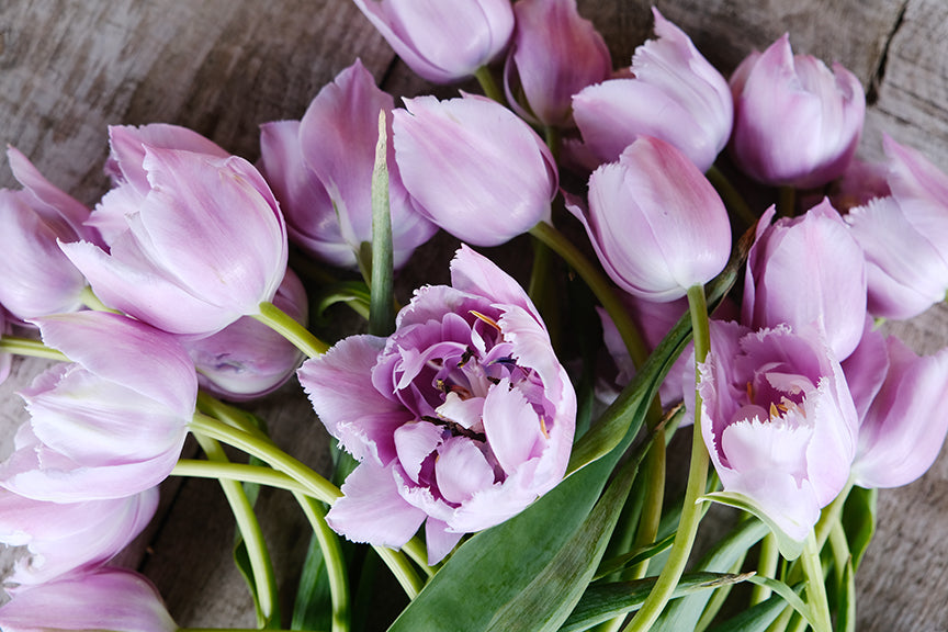 Great Barrier Reef Tulip Bulbs