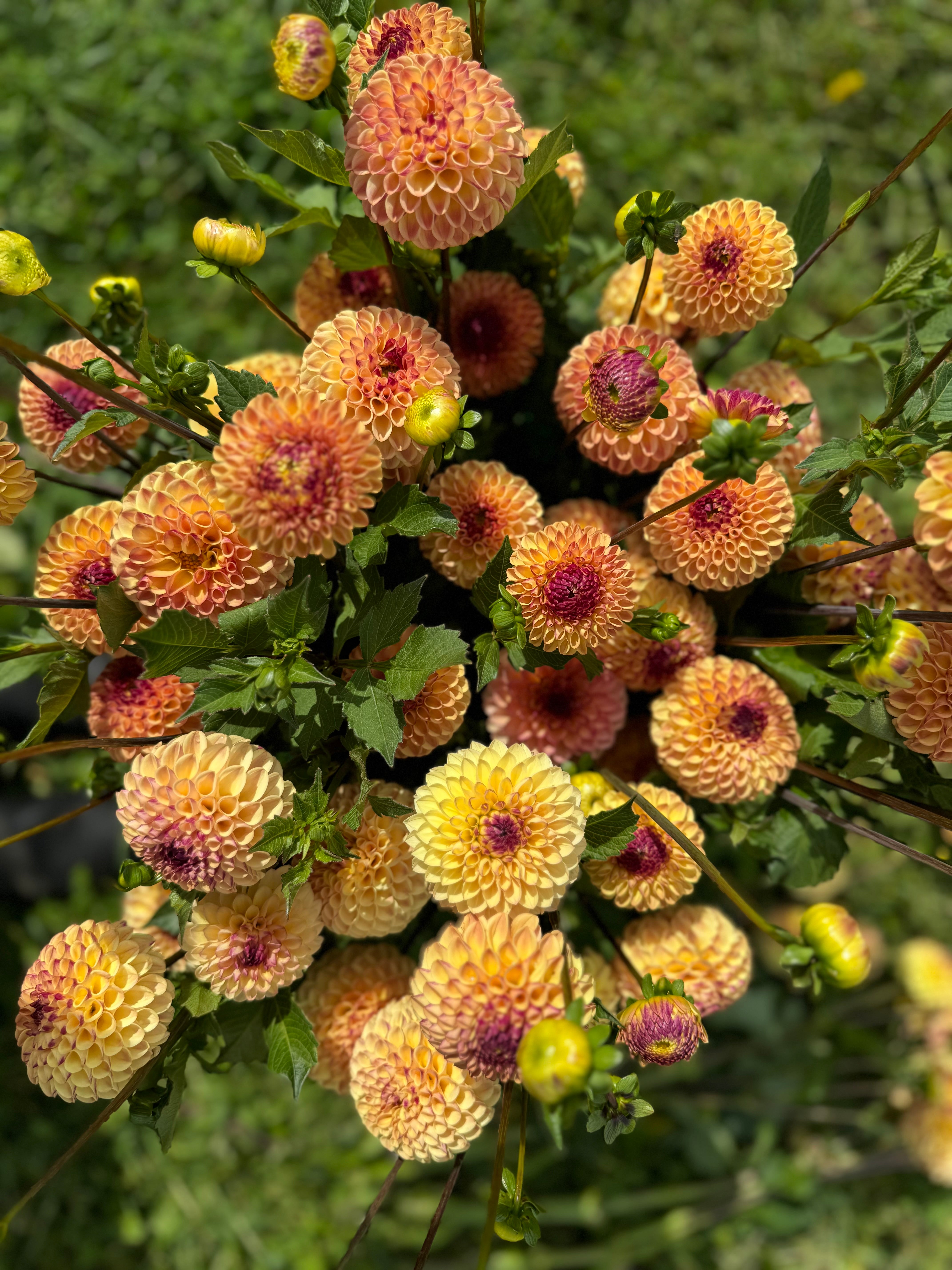 Wine Eyed Jill Yellow Dahlia Tuber