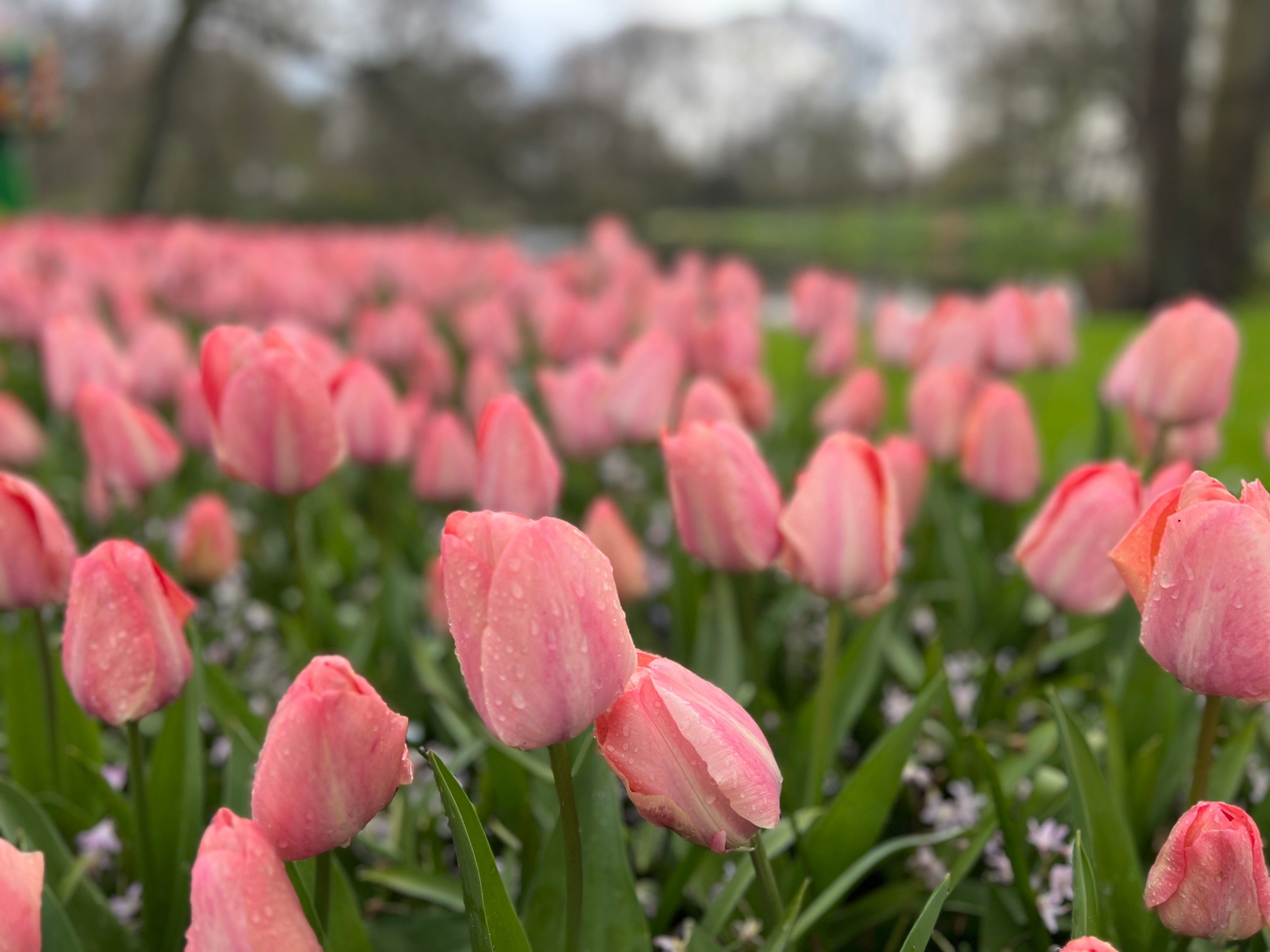 Mystic Van Eijk Tulip Bulbs