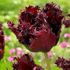 Labrador Tulip Bulbs