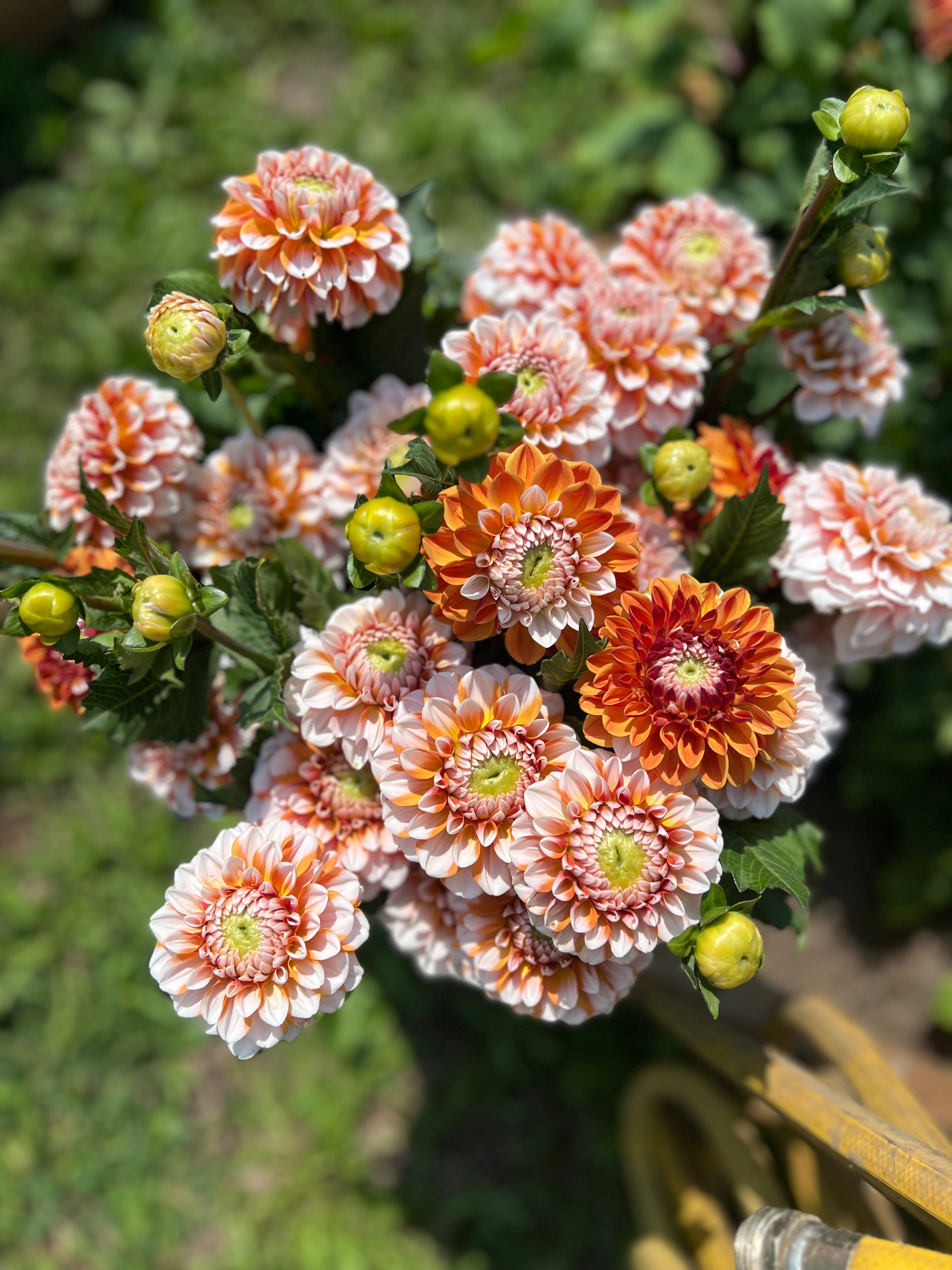 Tangerine Dream Dahlia Tuber