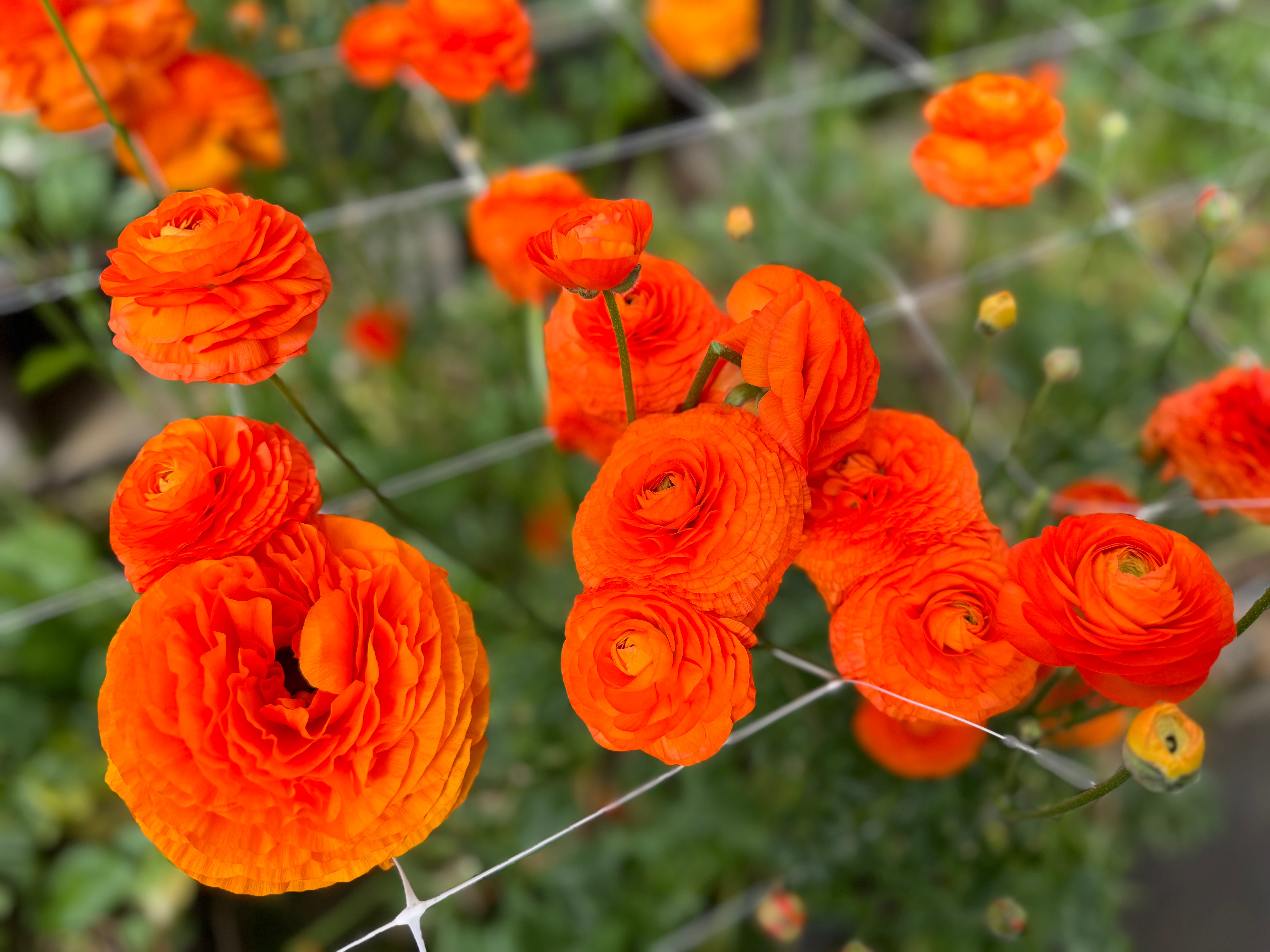 Italian Ranunculus Clementine Corms