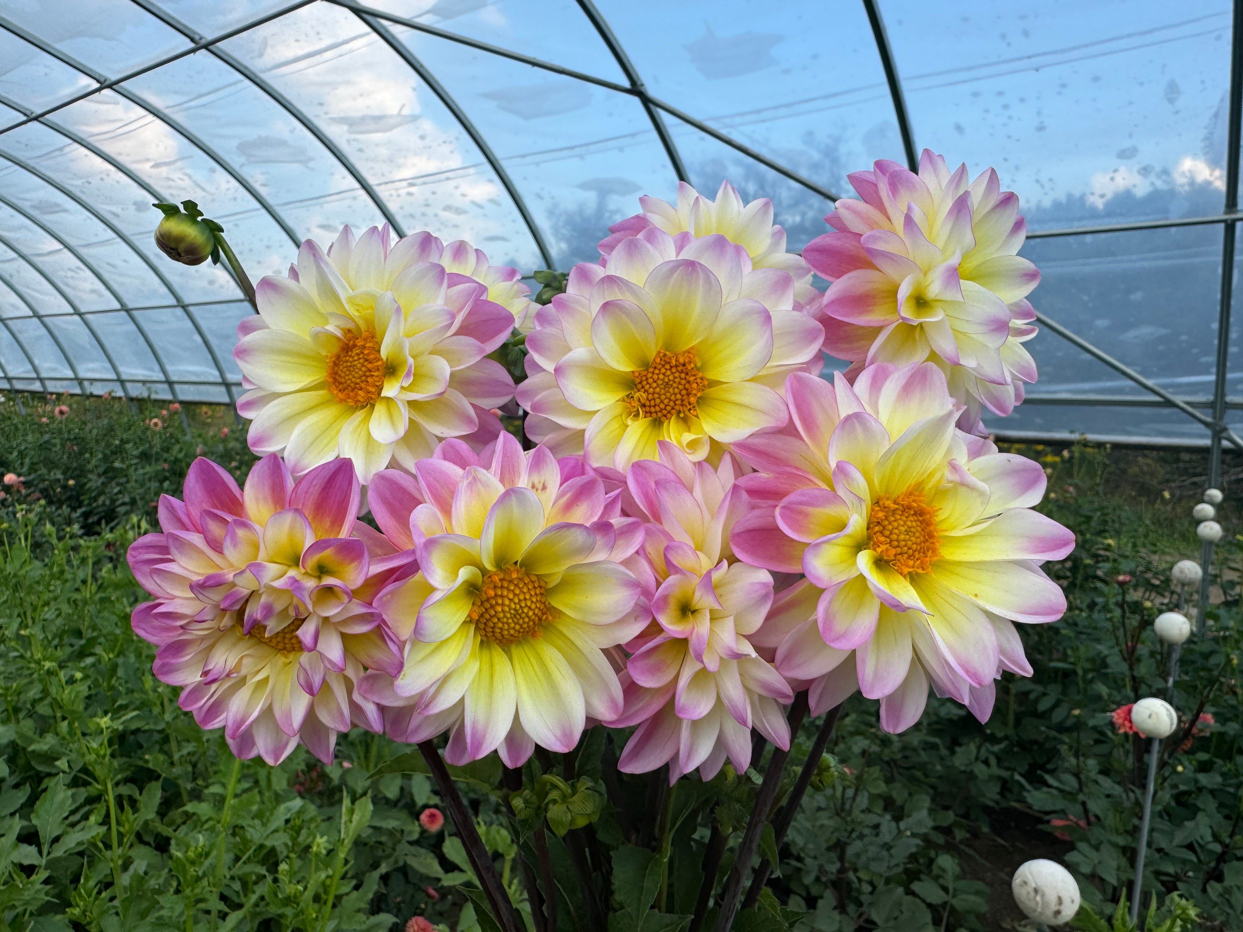 Ferncliff Illusion Dahlia Tuber