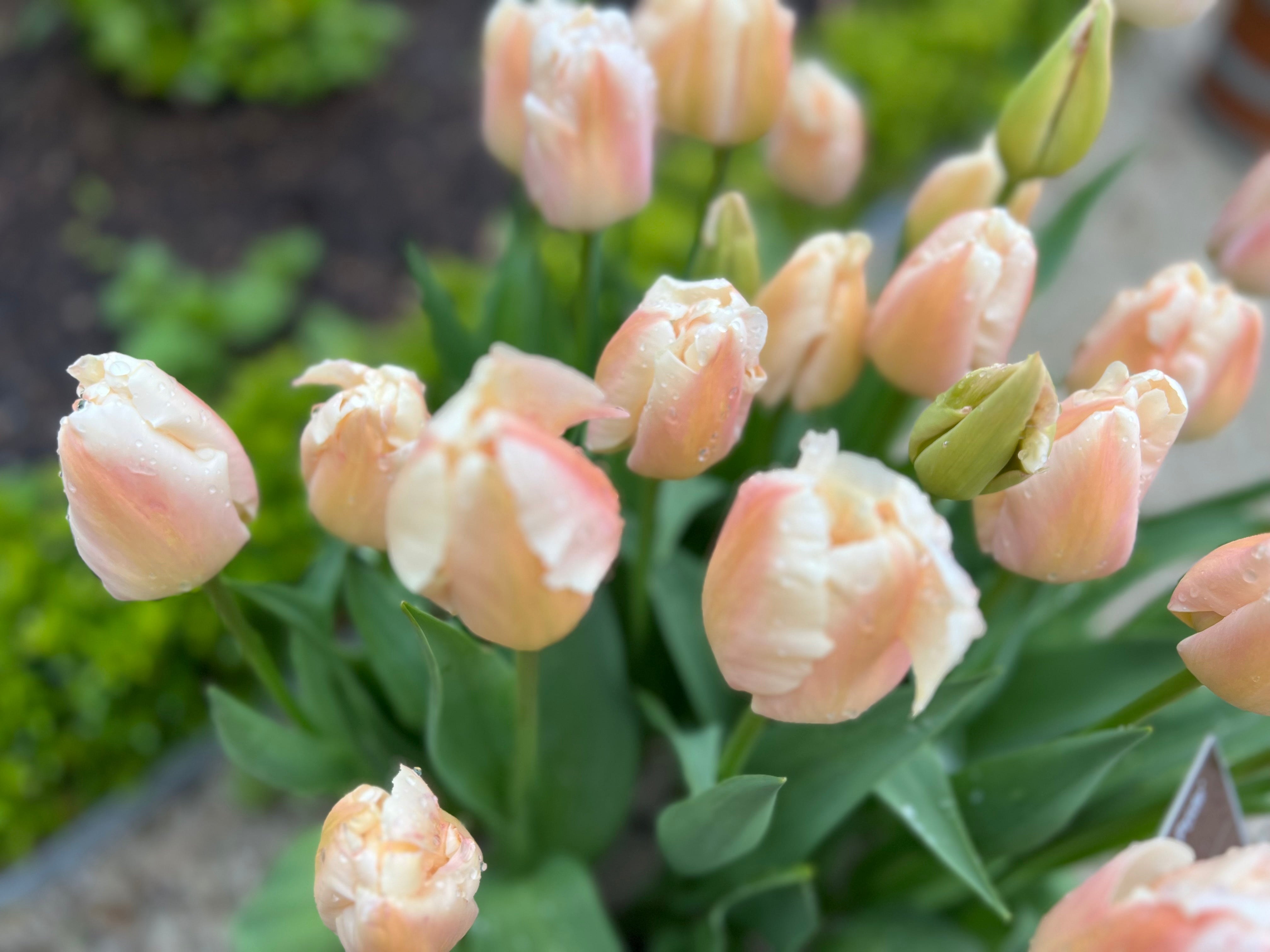 Apricot Pride Tulip Bulbs