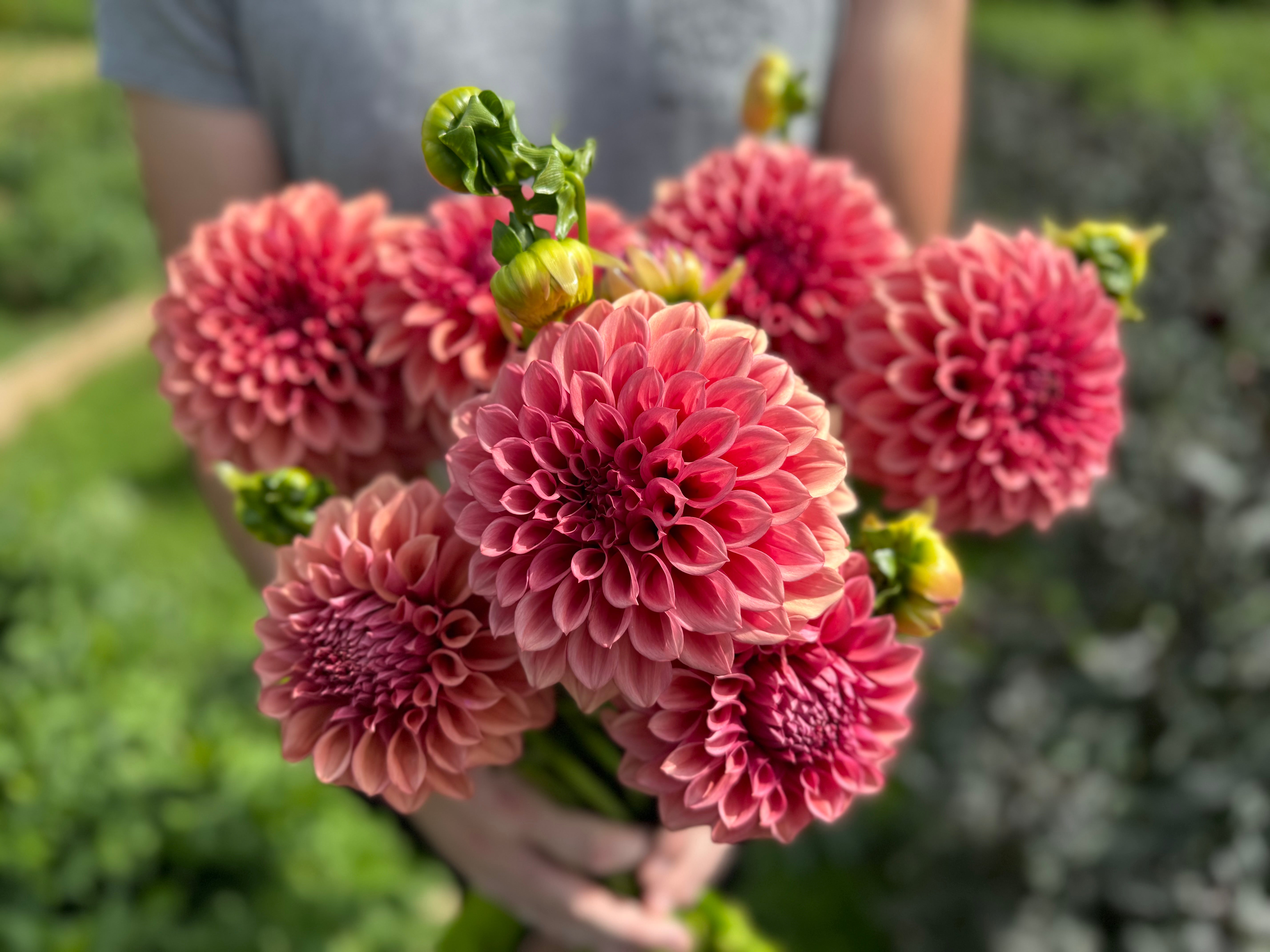 Orange Globe Dahlia Tuber