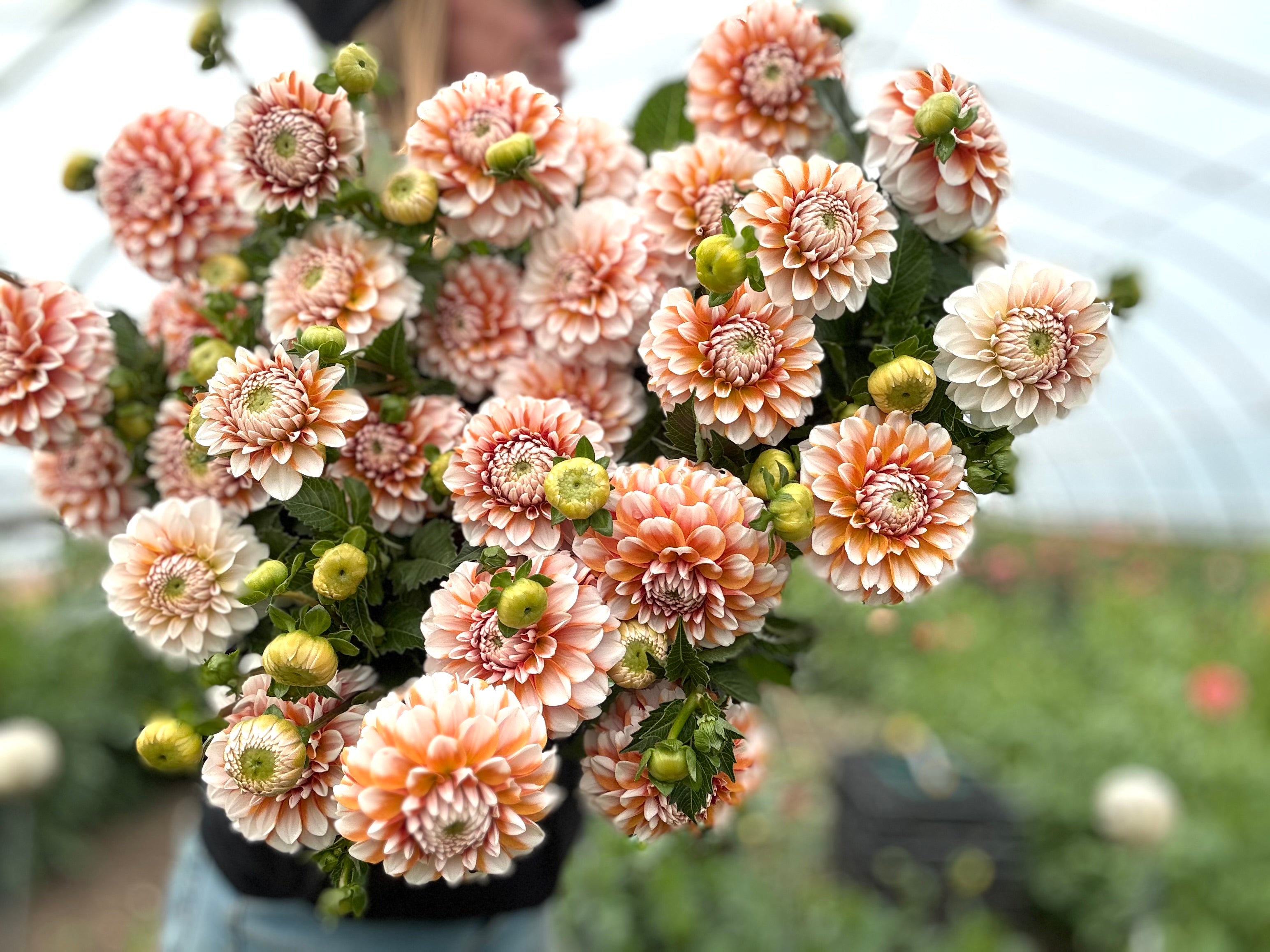 Tangerine Dream Dahlia Tuber