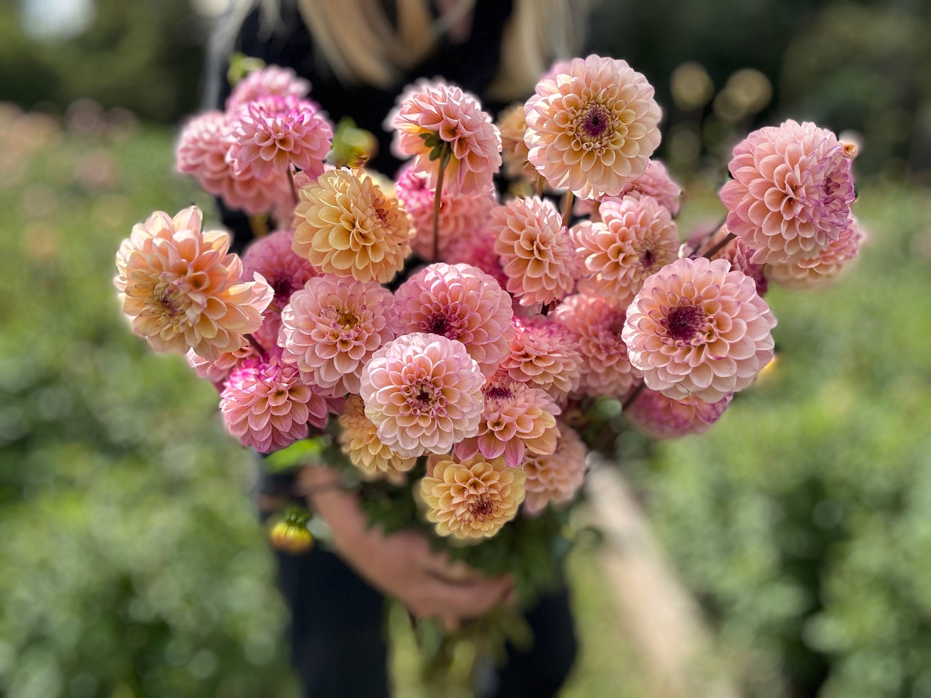 Wine Eyed Jill Dahlia Tuber