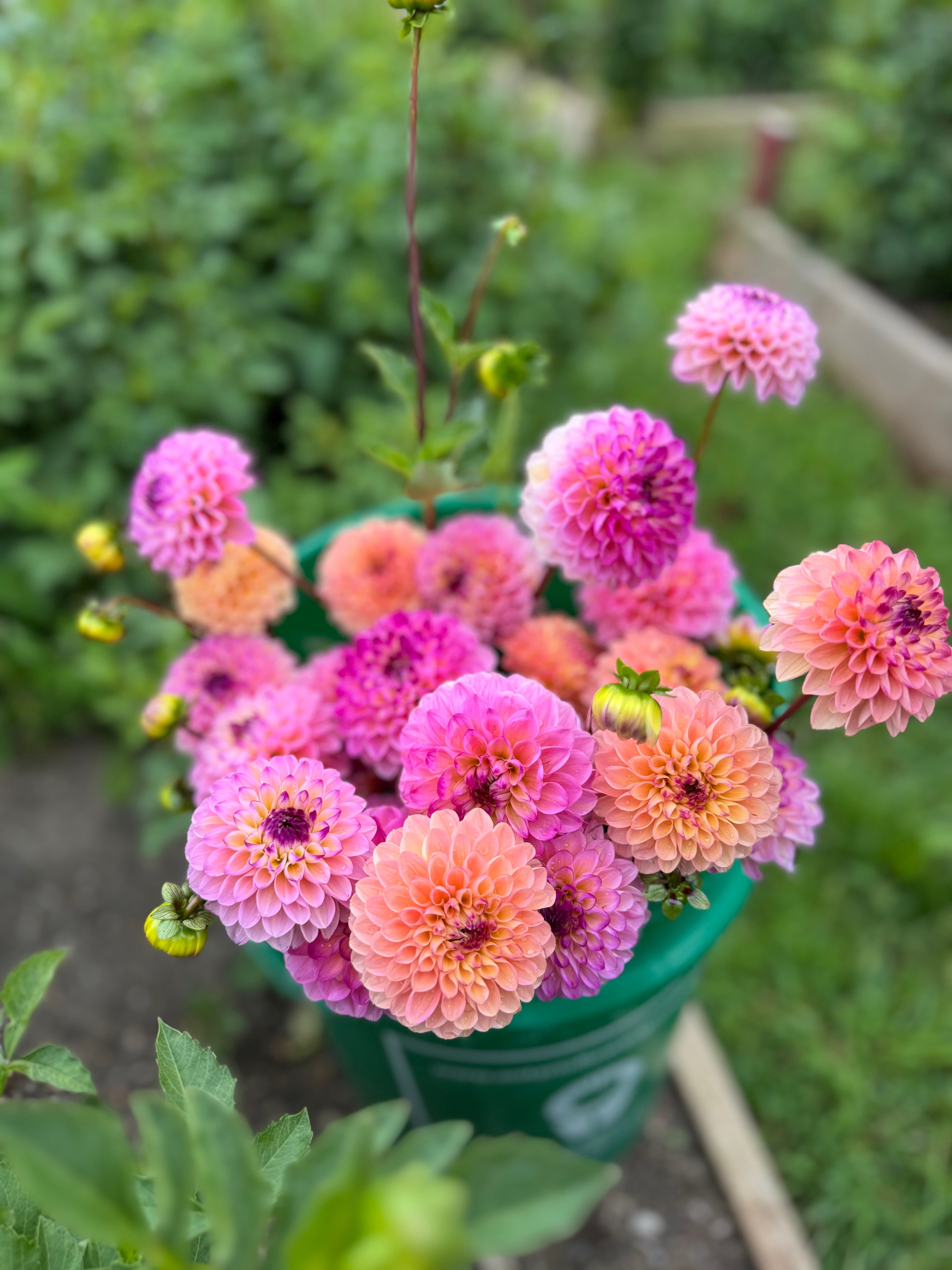 Wine Eyed Jill Dahlia Tuber