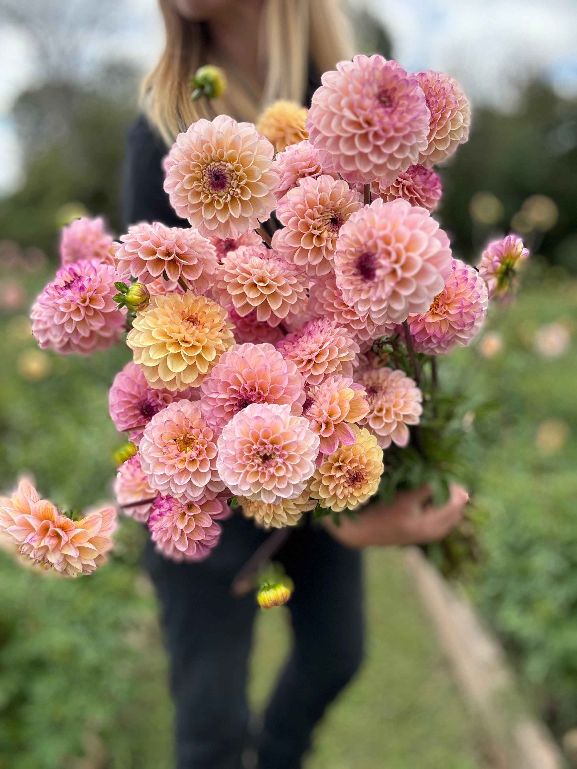 Wine Eyed Jill Dahlia Tuber