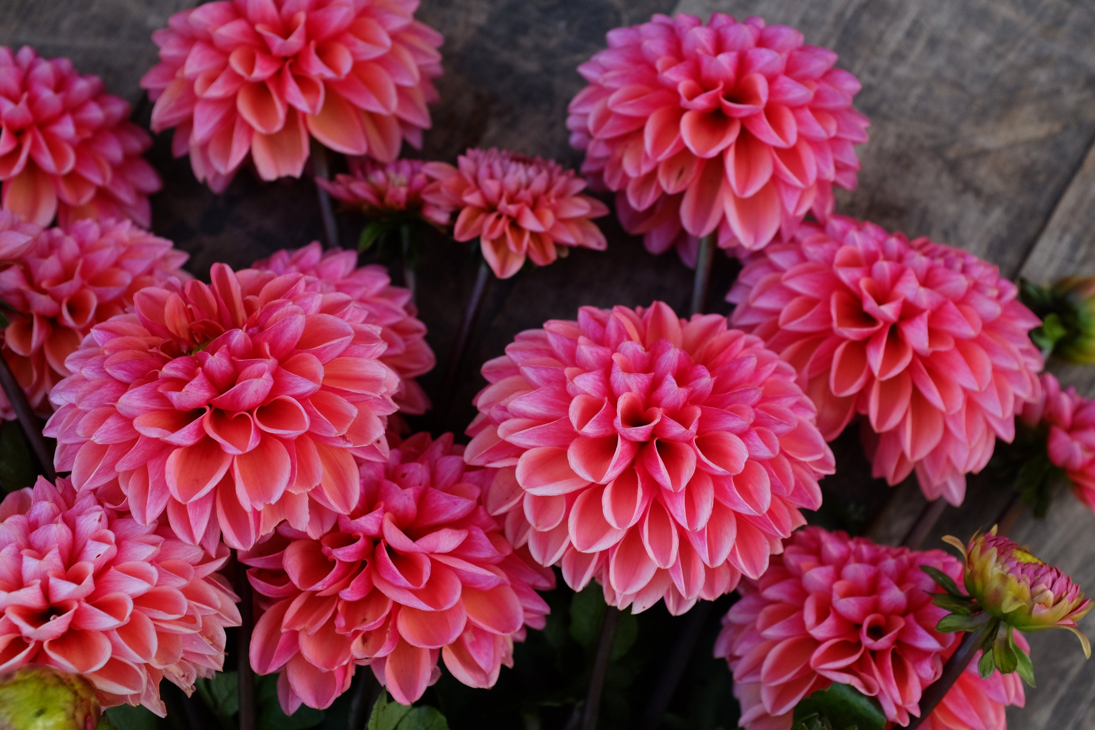 Daisy Duke Dahlia Tuber - *Product NOT sold out* COMING MARCH 2ND 2025!